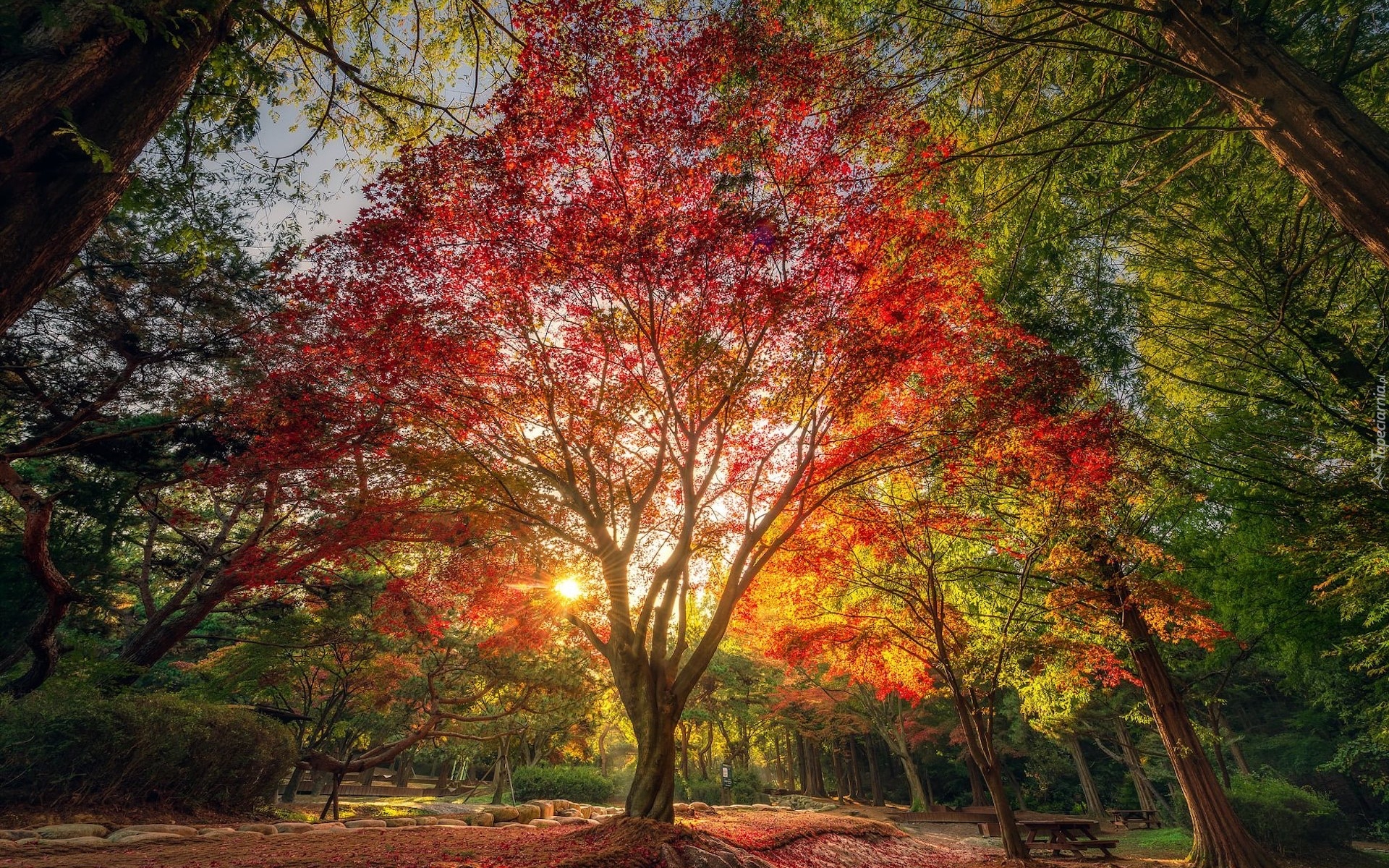 Drzewo, Jesień, Promienie słońca
