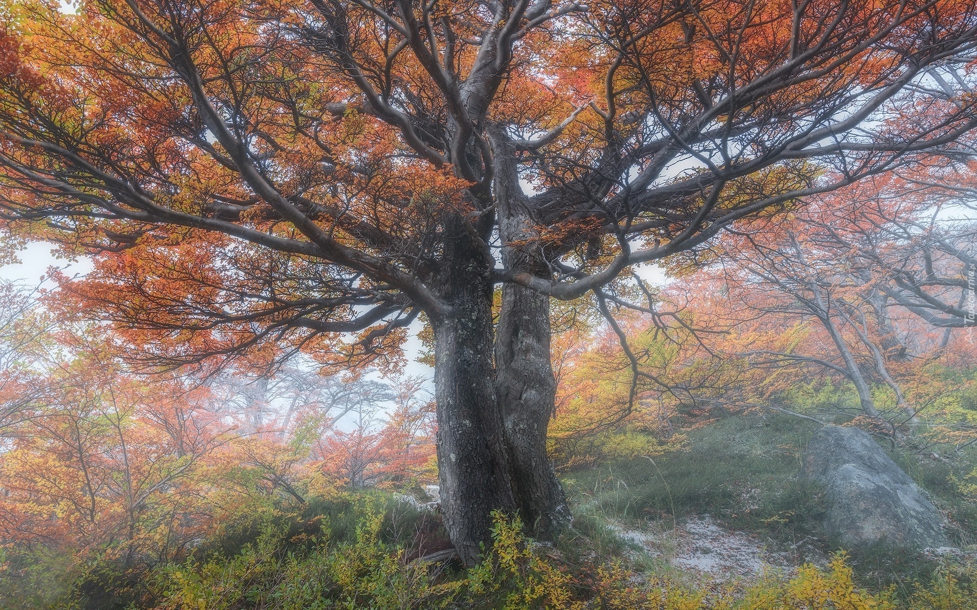 Drzewo, Jesień, Mgła