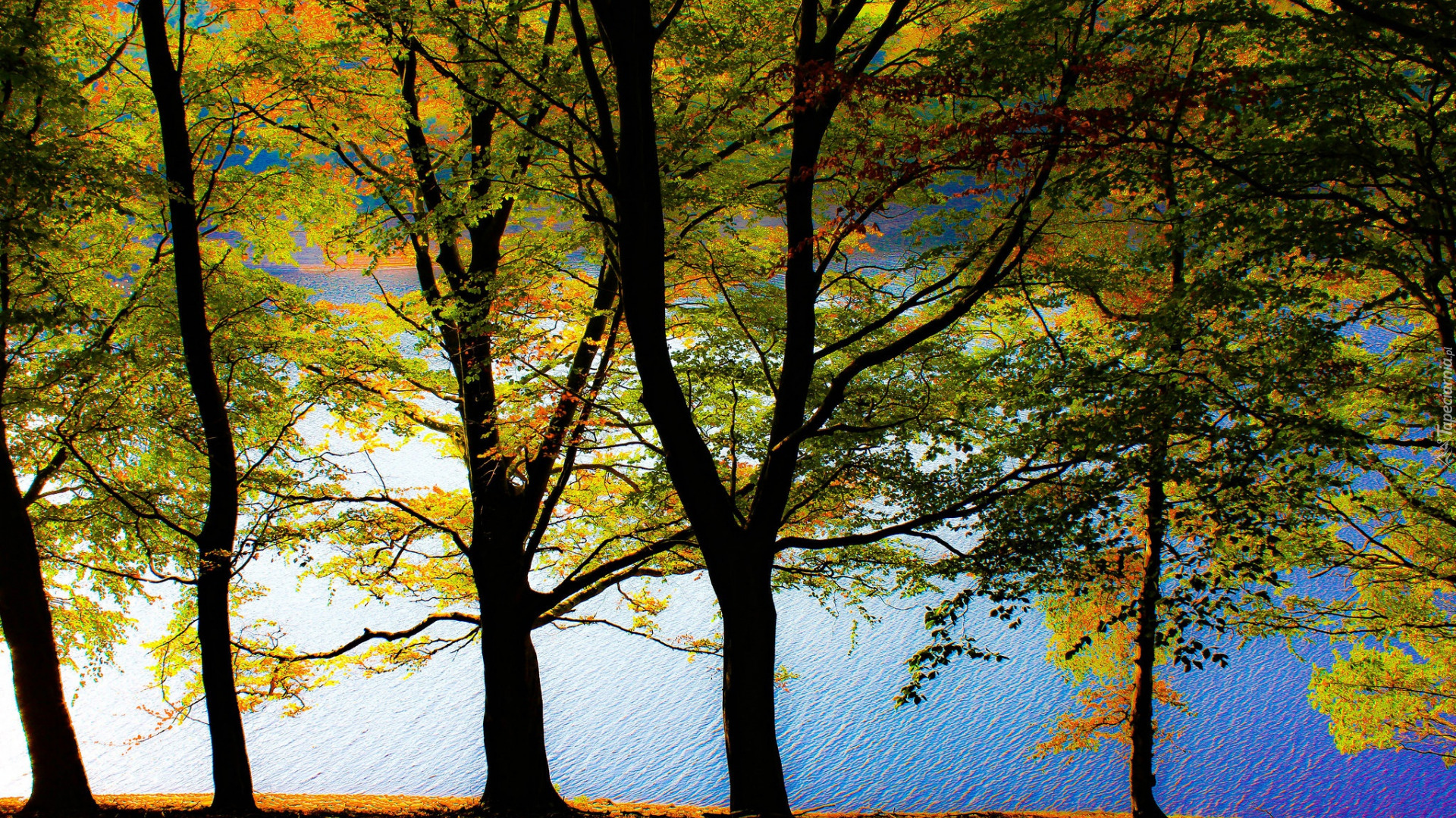 Drzewa, Kolorowe, Liście, Jezioro