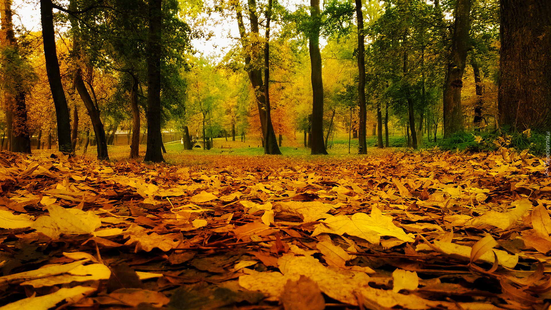 Jesień, Park, Drzewa, Kolorowe, Liście