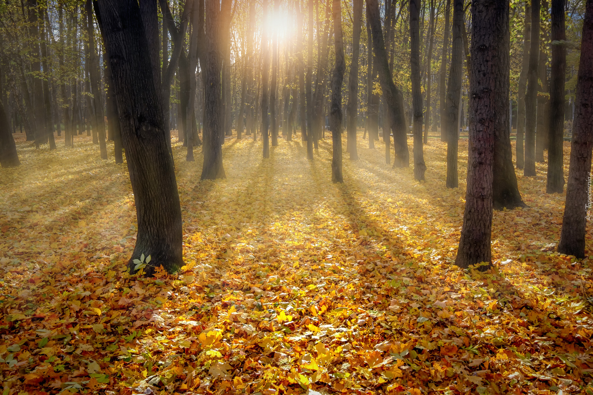 Las, Liście, Drzewa, Jesień, Przebijające światło