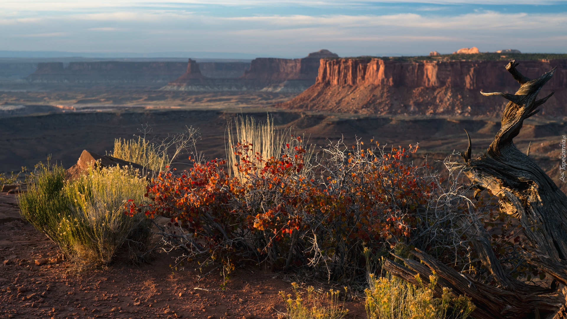 Kanion, Park Narodowy Canyonlands, Skały, Krzewy, Rośliny, Stan Utah, Stany Zjednoczone