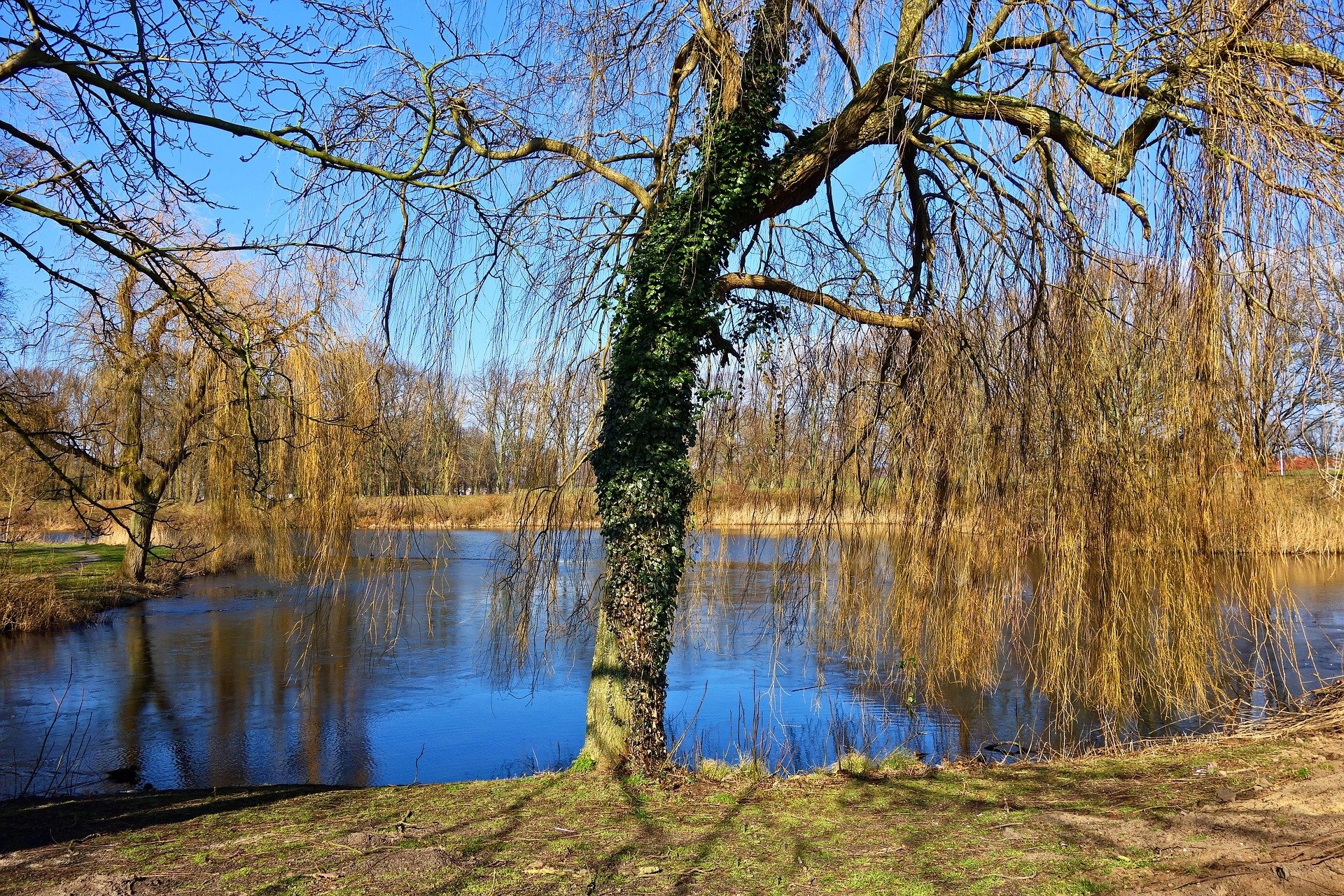 Jesień, Staw, Wierzby płaczące, Park