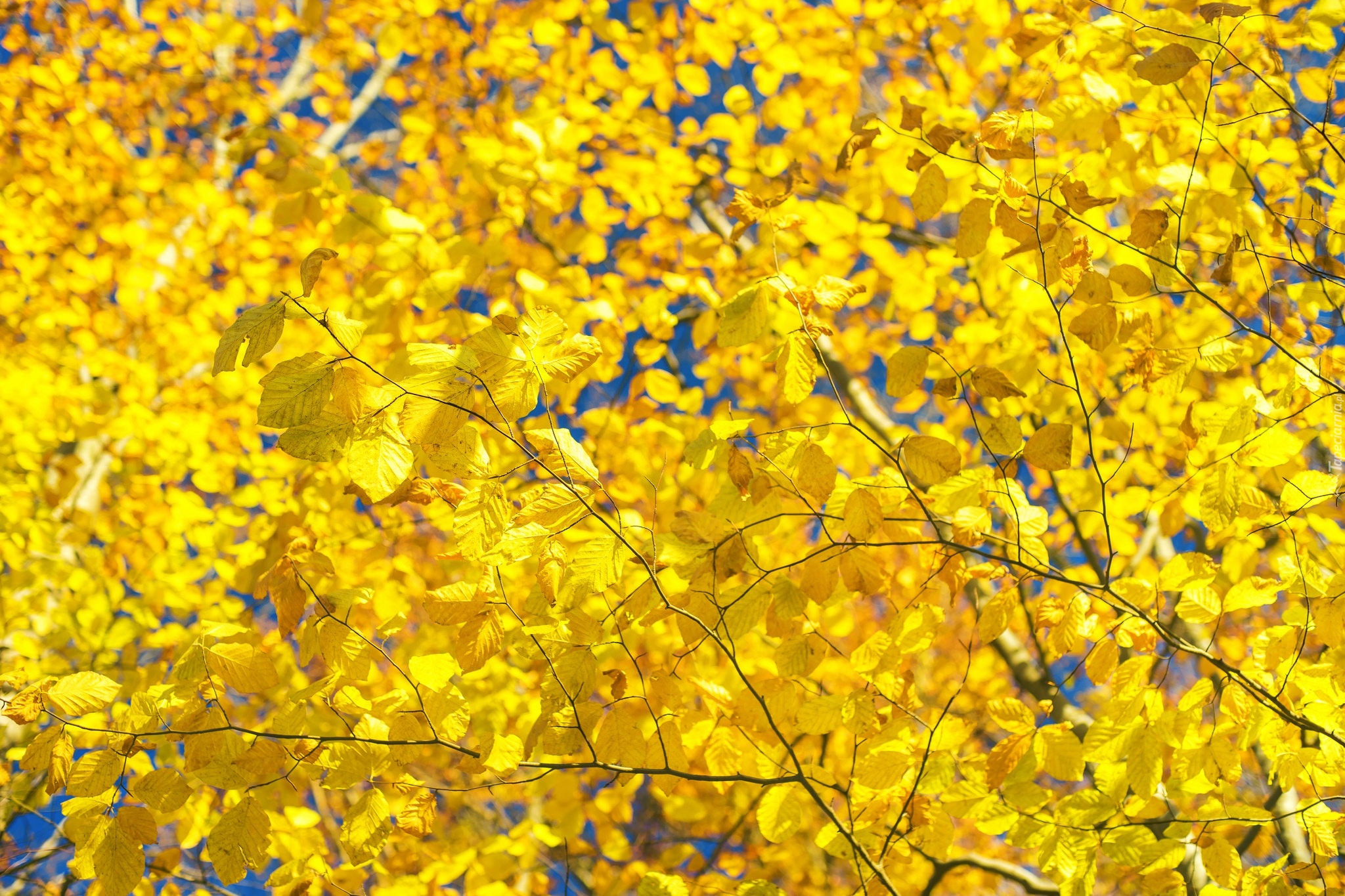 Jesień, Drzewo, Żółte, Liście, Rozmyte tło