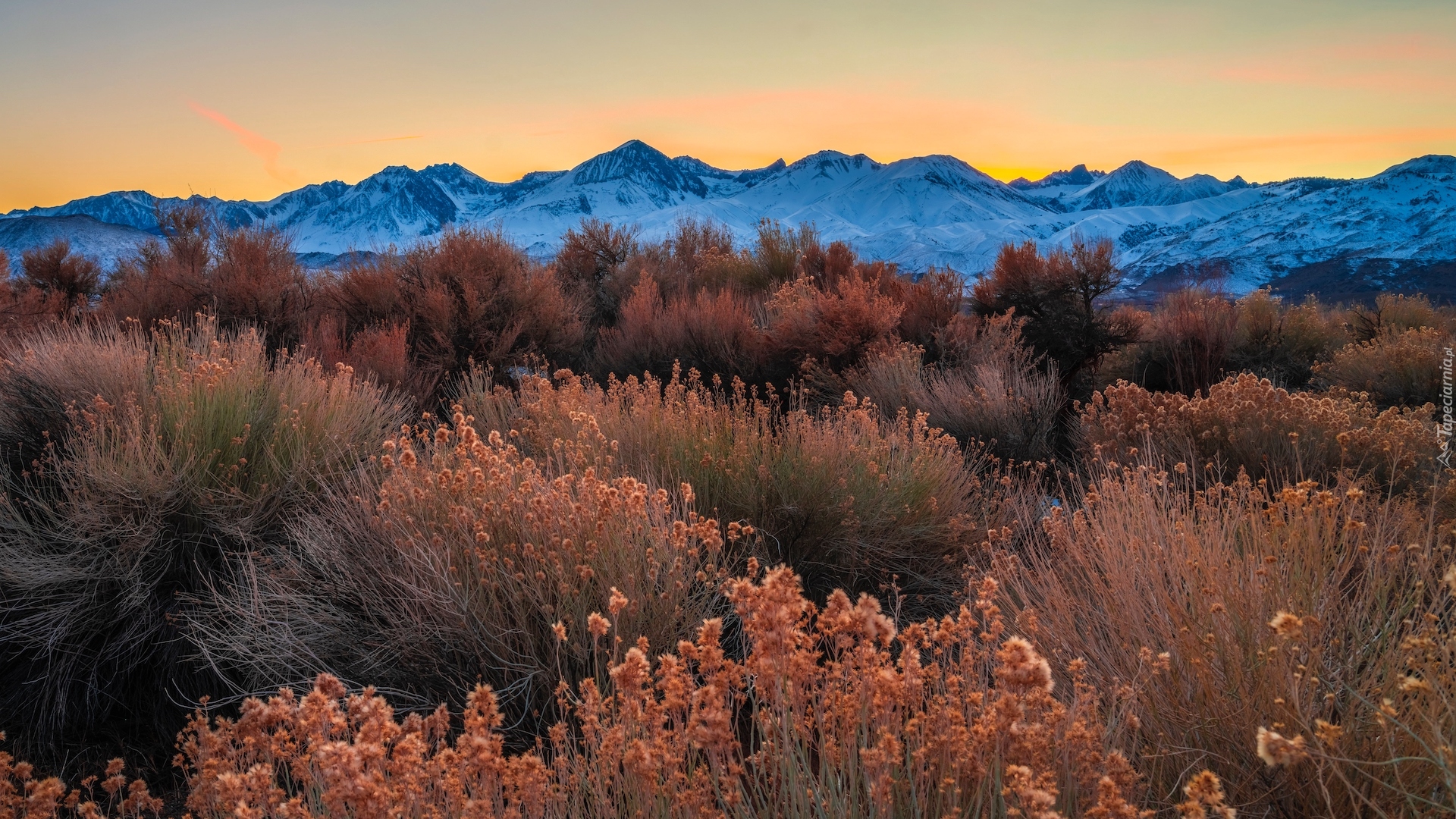 Góry, Jesień, Krzewy, Rośliny, Dolina Owens Valley, Region Eastern Sierra, Kalifornia, Stany Zjednoczone