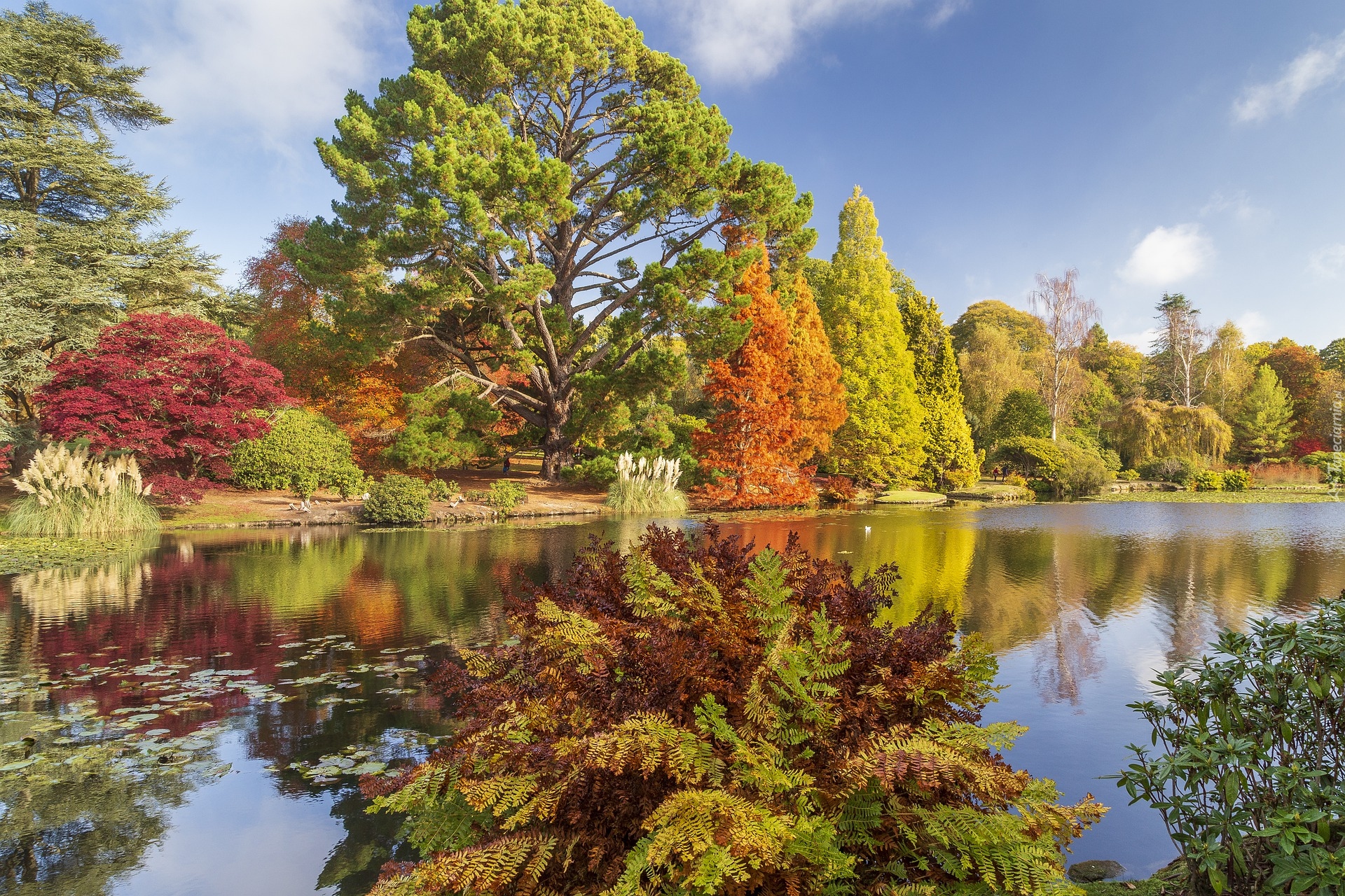 Jesień, Drzewa, Jezioro, Park Sheffield, Sussex, Anglia