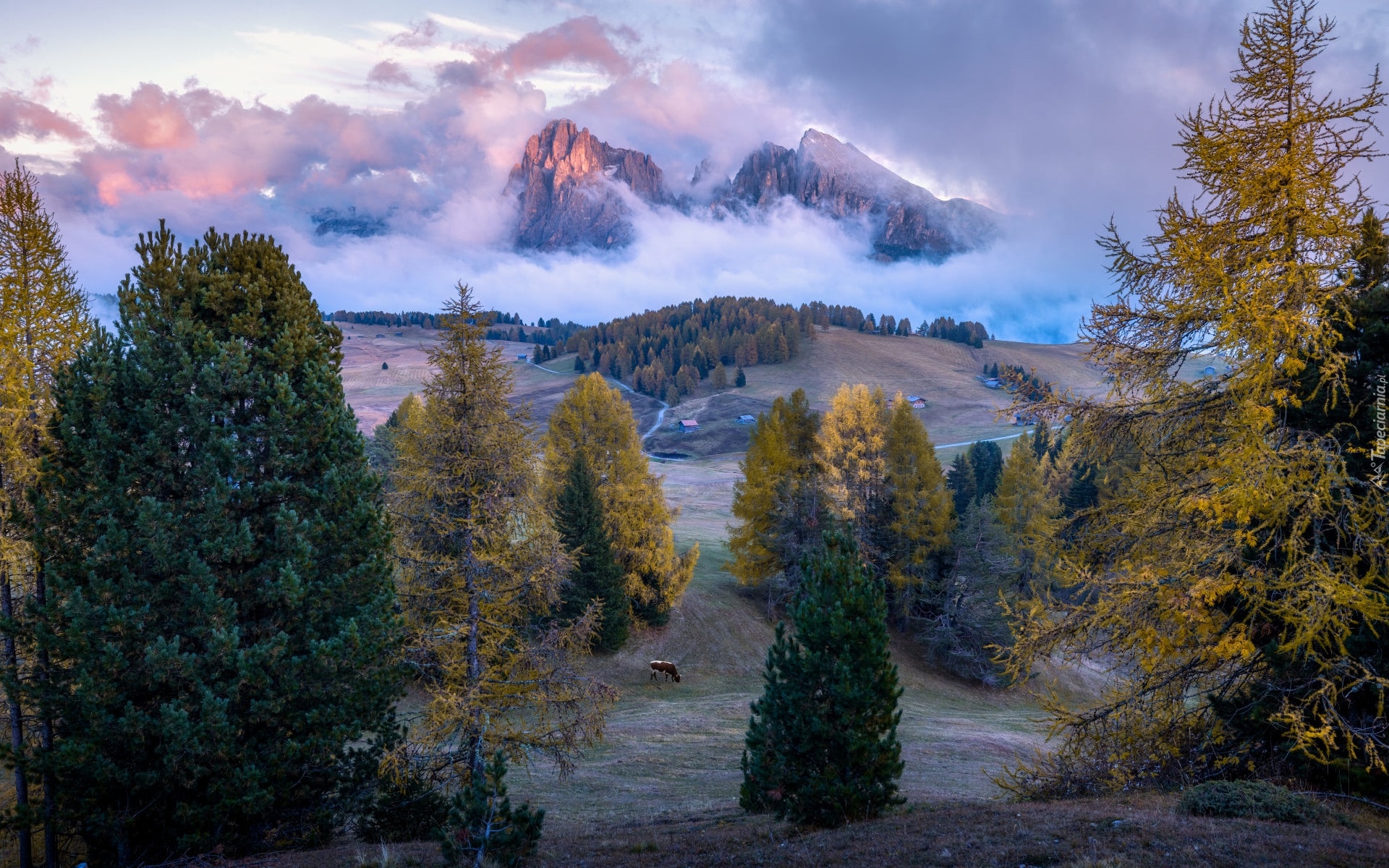 Góry, Dolomity, Drzewa, Jesień, Krowa, Mgła, Chmury, Włochy