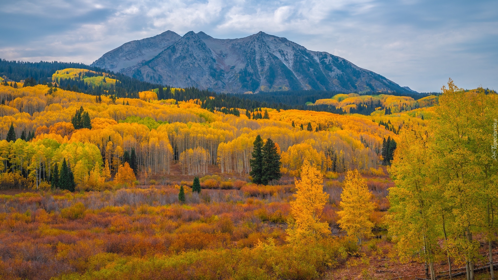 Stany Zjednoczone, Kolorado, Przełęcz, Kebler Pass, Góry, Jesień, Drzewa, Roślinność, Lasy