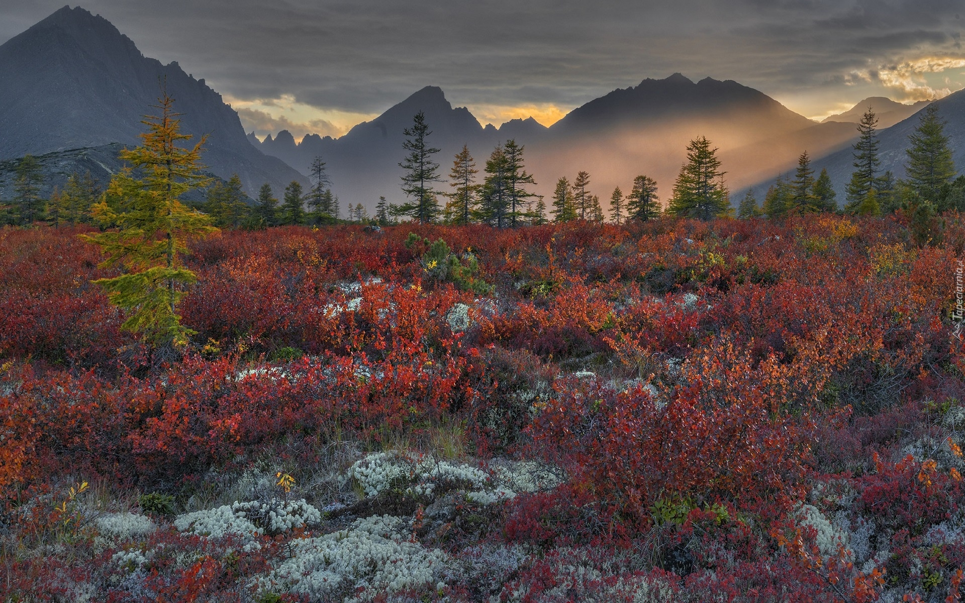Jesień, Drzewa, Kolorowa, Roślinność, Ciemne, Chmury, Góry Kołymskie, Kołyma, Magadan, Rosja