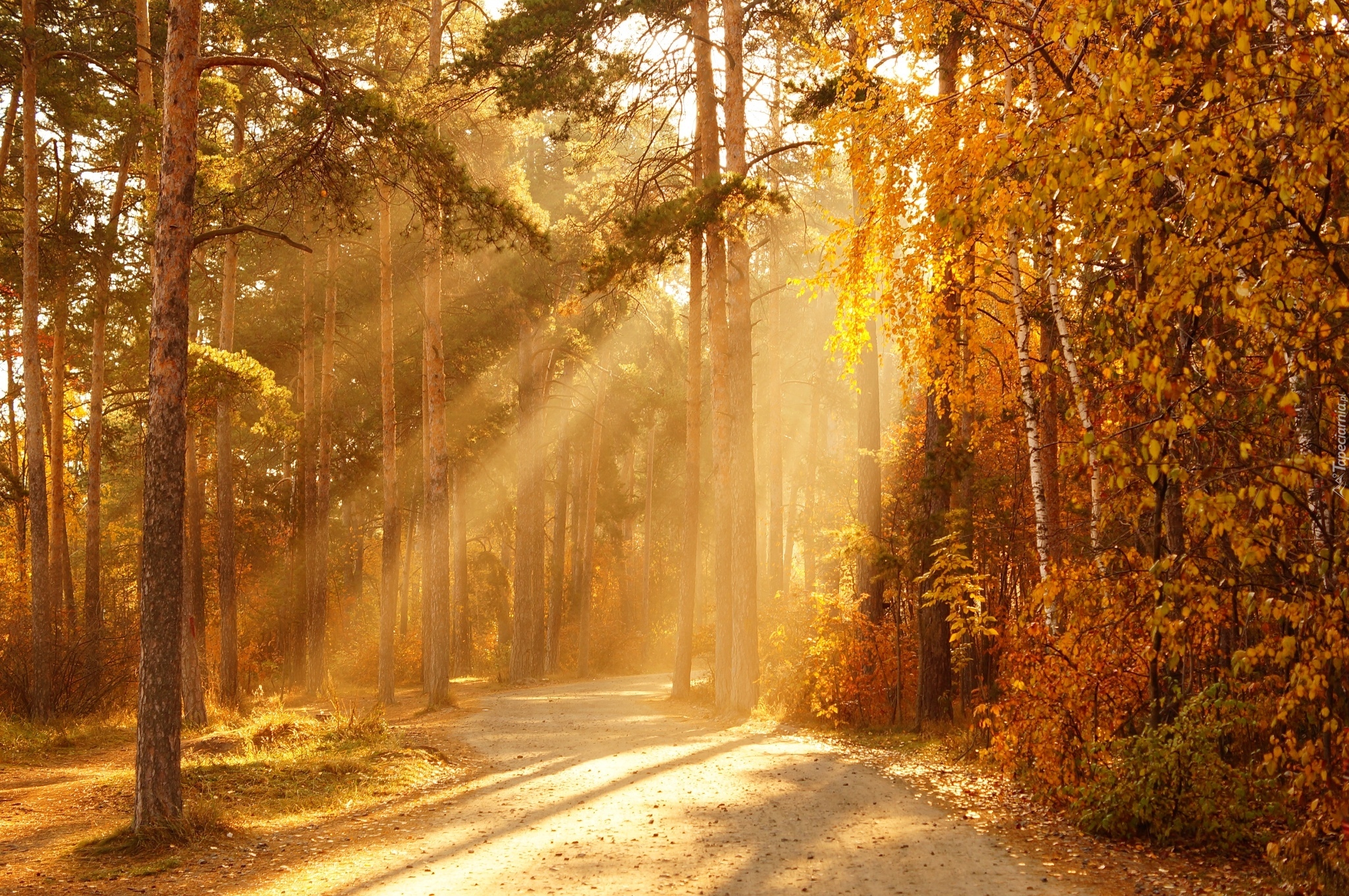 Jesień, Las, Drzewa, Przebijające światło, Słoneczny, Dzień