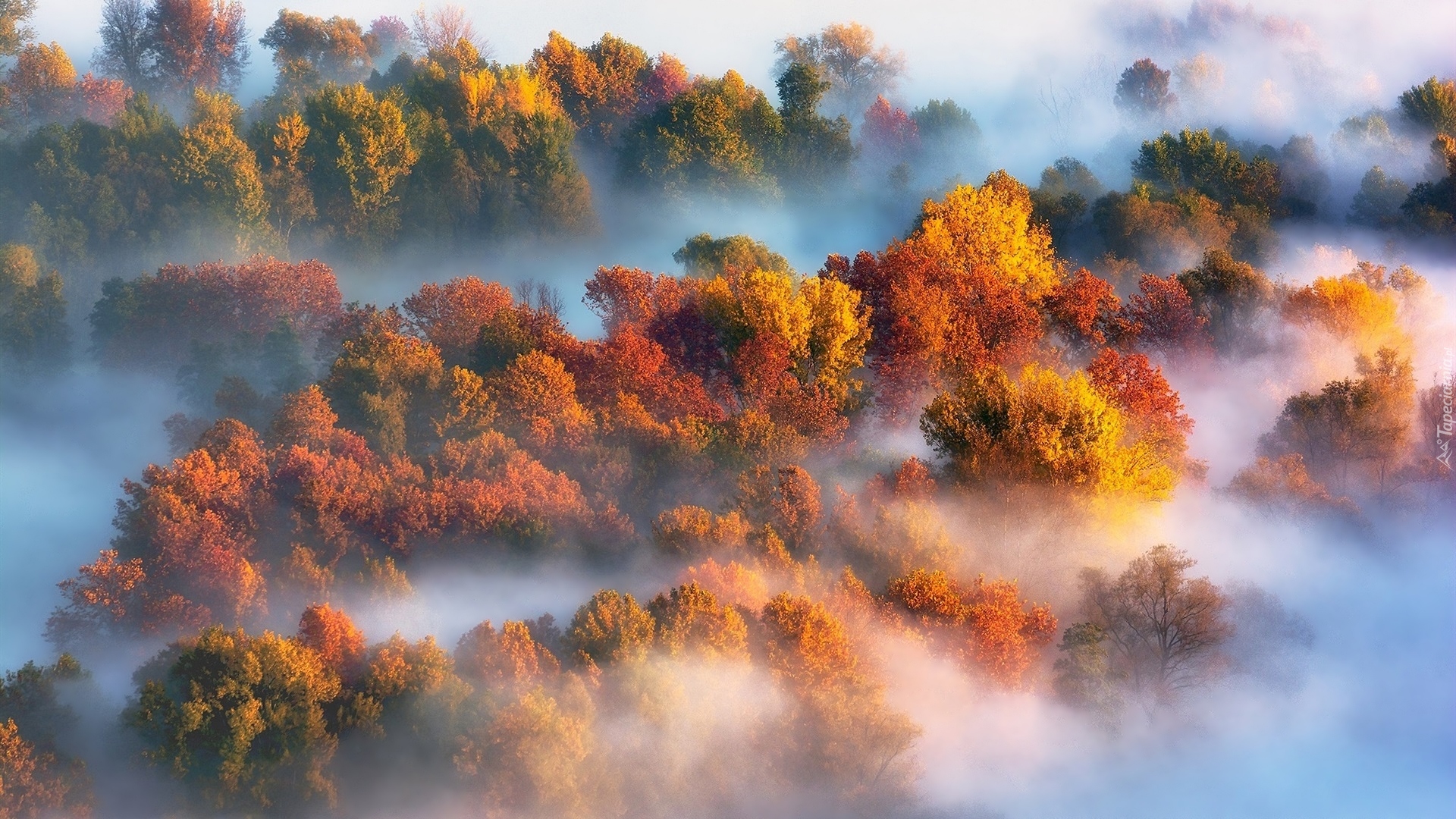 Jesień, Mgła, Las, Drzewa