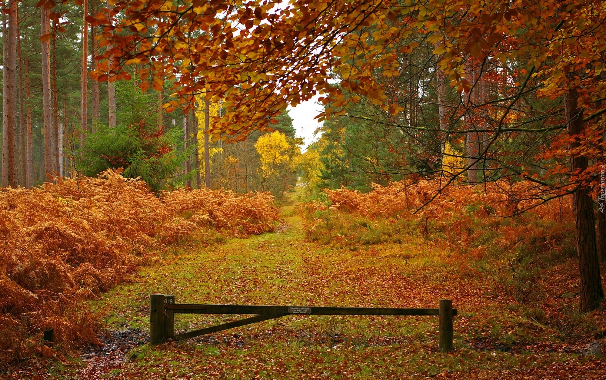 Anglia, Hrabstwo Hampshire, Park Narodowy New Forest, Las, Jesień, Drzewa, Liście