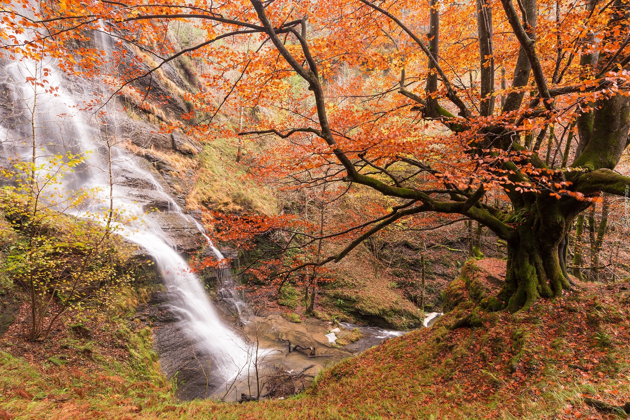Las, Wodospad, Drzewa, Roślinność, Jesień