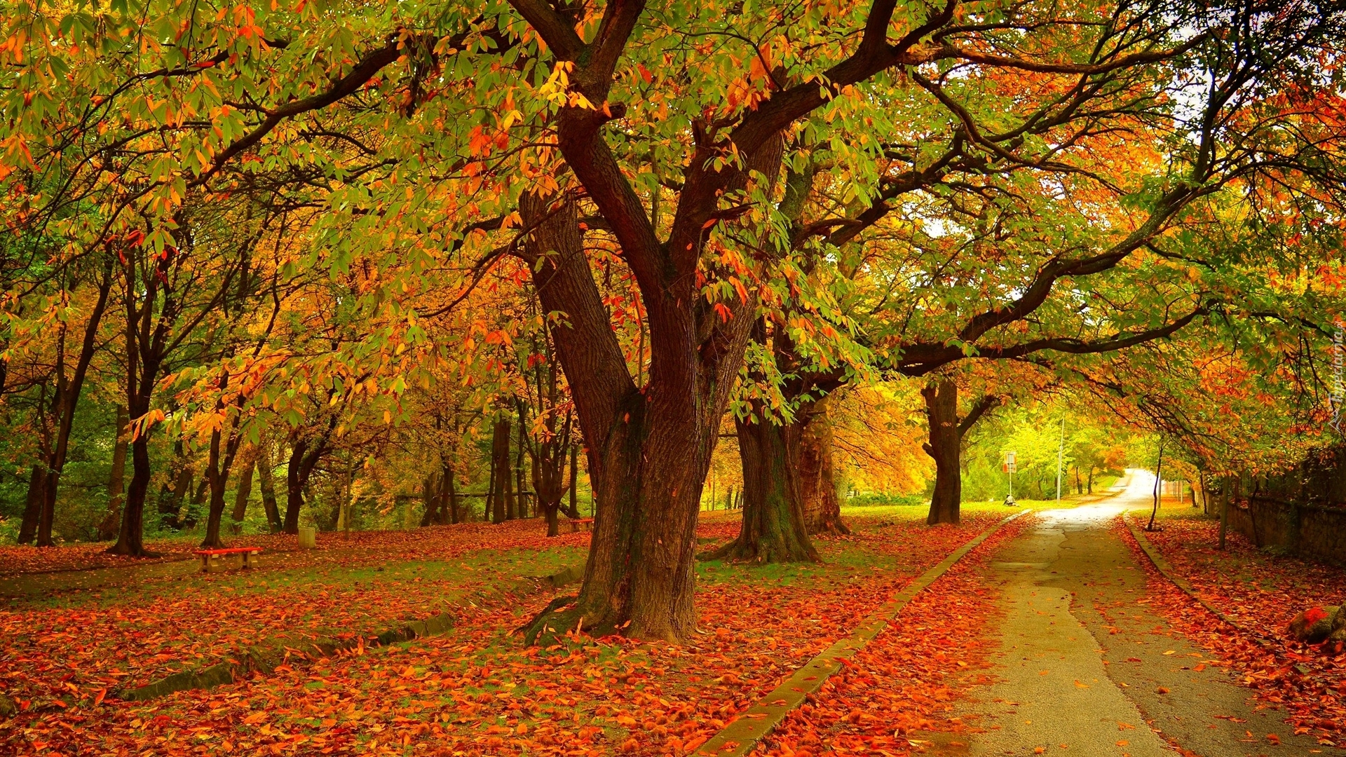 Park, Drzewa, Jesień, Kolorowe, Liście, Ścieżka