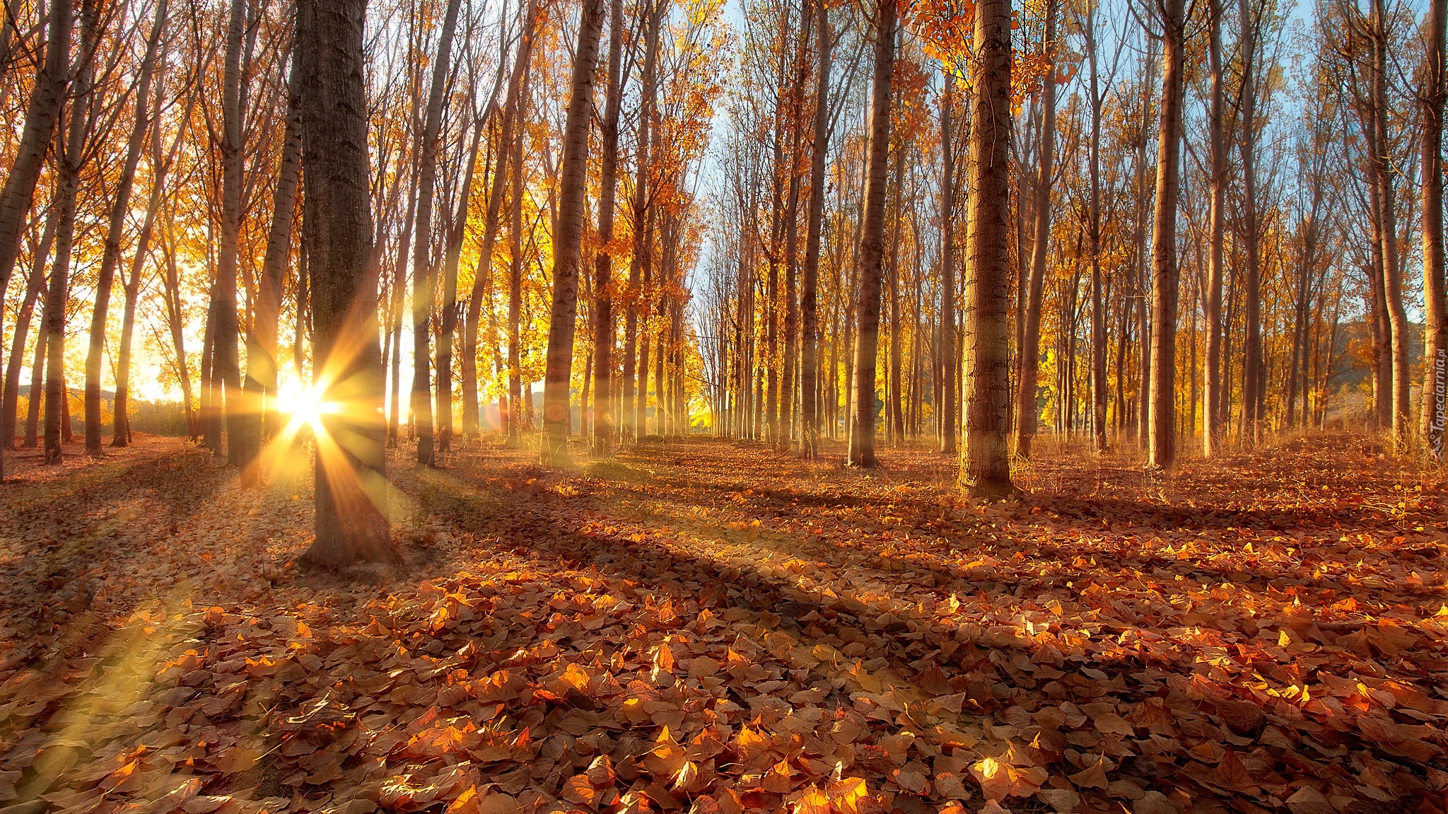 Jesień, Las, Drzewa, Topole osikowe, Promienie słońca