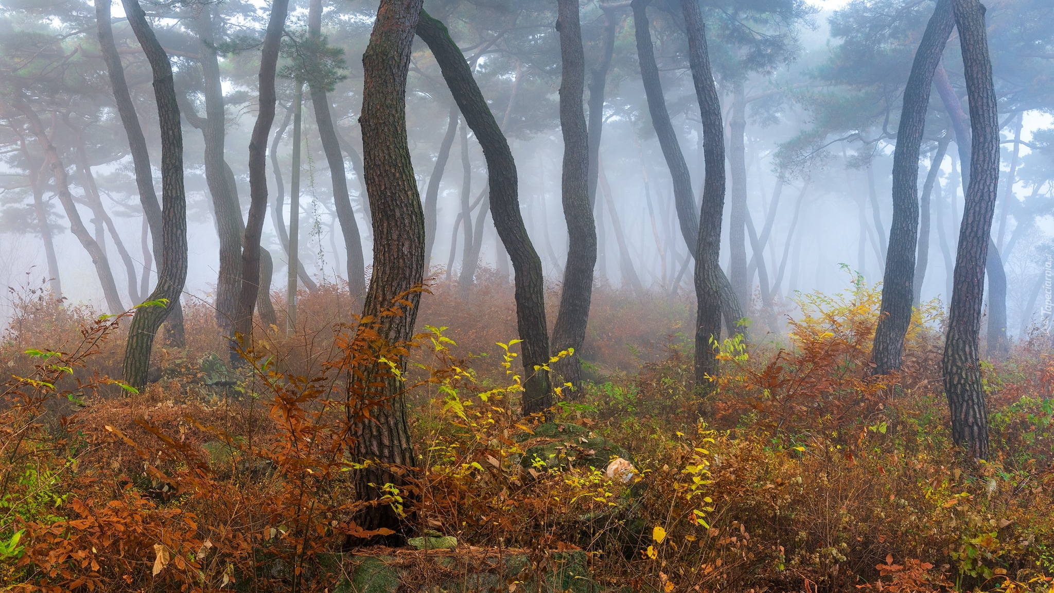 Las, Drzewa, Jesień, Mgła, Roślinność, Kolorowa