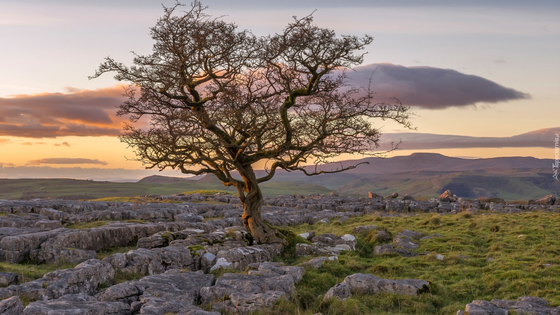 Anglia, Hrabstwo North Yorkshire, Park Narodowy Yorkshire Dales, Skały wapienne, Drzewo, Jesion, Kamienie