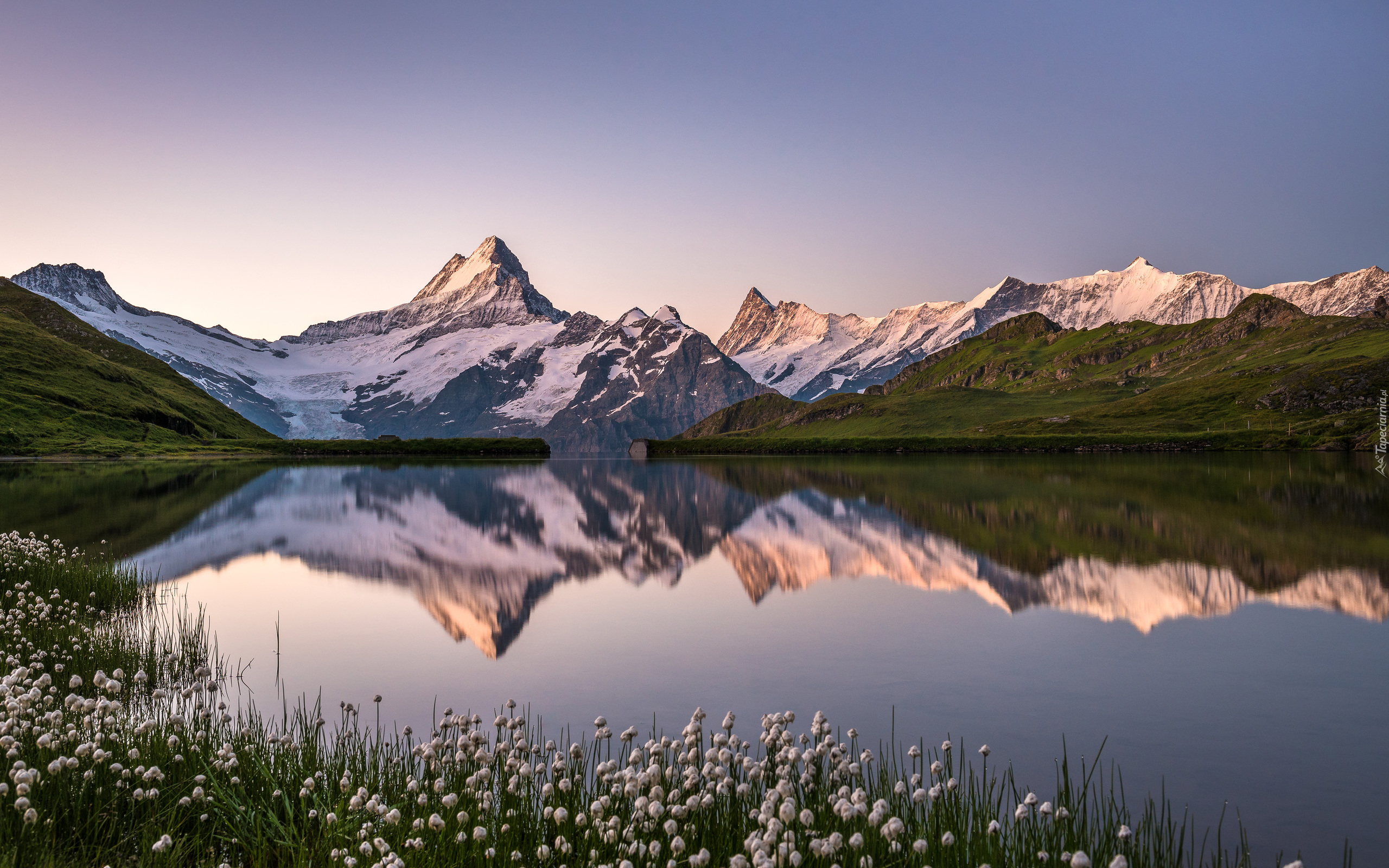 Szwajcaria, Góry Alpy Berneńskie, Góra Schreckhorn, Ośnieżone,  Szczyty, Jezioro Bachalpsee, Kwiaty, Odbicie