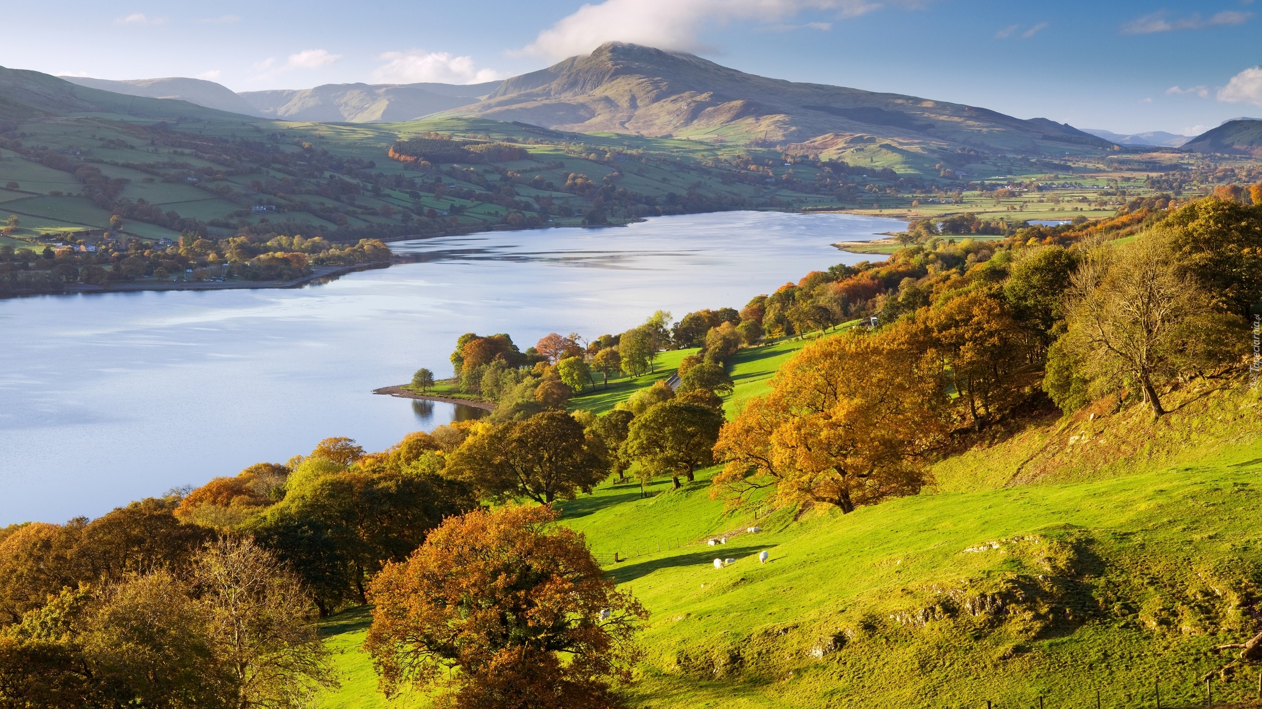 Wielka Brytania, Walia, Park Narodowy Snowdonia, Jezioro Bala Lake, Góry, Szczyt Aran Benllyn, Drzewa