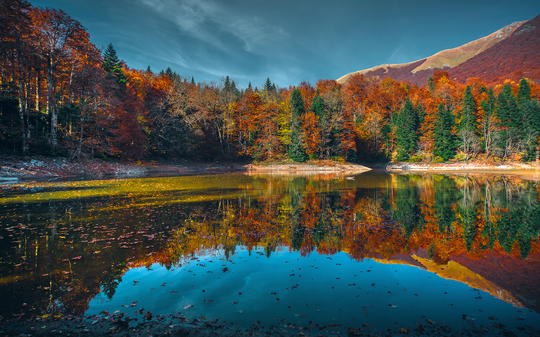 Czarnogóra, Park Narodowy Biogradska Gora, Jezioro Biograd, Las, Jesień, Drzewa