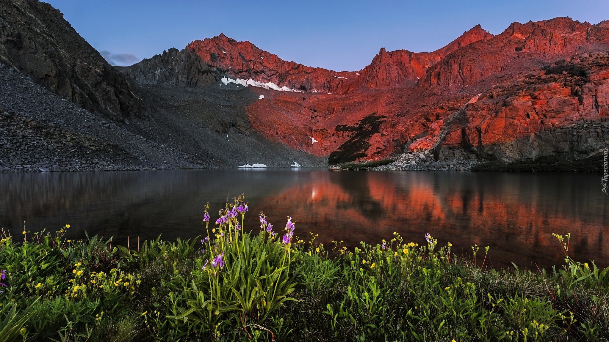 Góry, Sierra Nevada, Kwiaty, Jezioro, Birch Lake, Kalifornia, Stany Zjednoczone