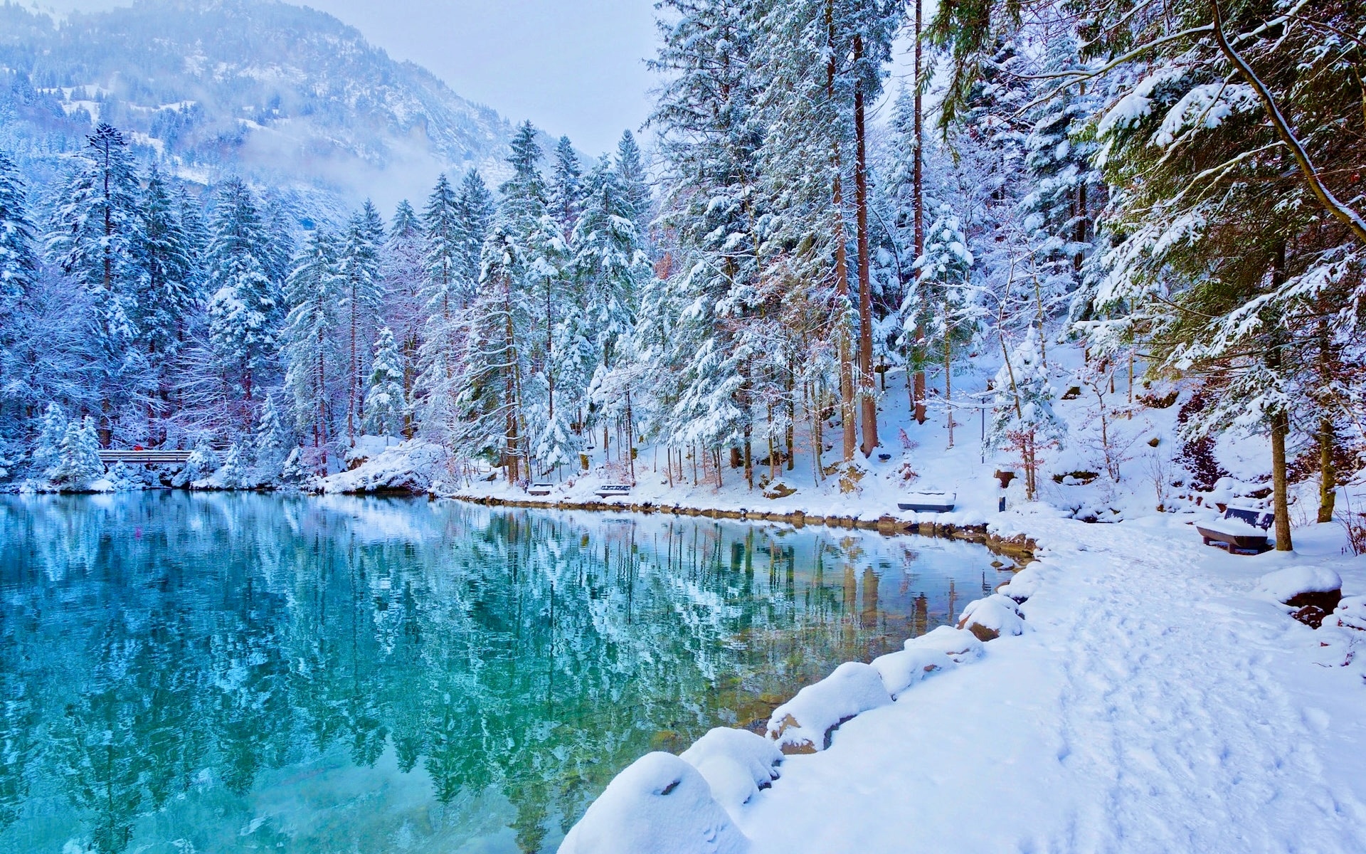 Szwajcaria, Jezioro Blausee, Zima, Drzewa, Ośnieżone