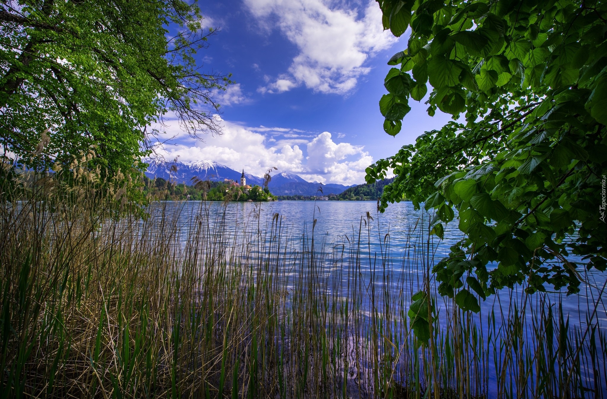 Jezioro Bled, Słowenia, Wyspa Blejski Otok, Kościół, Drzewa, Trzciny