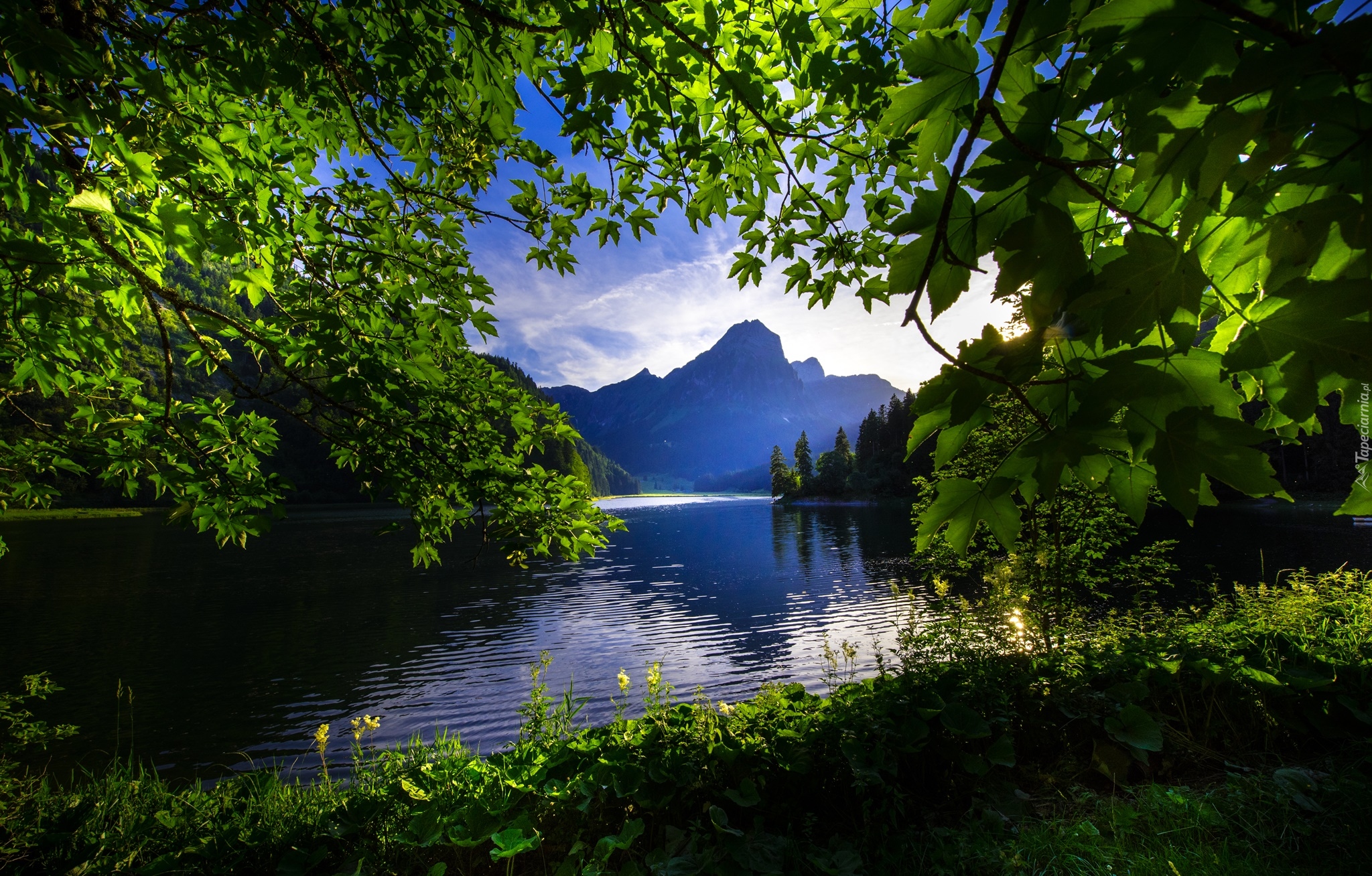 Szwajcaria, Jezioro Bodeńskie, Góry Alpy, Poranek, Drzewa