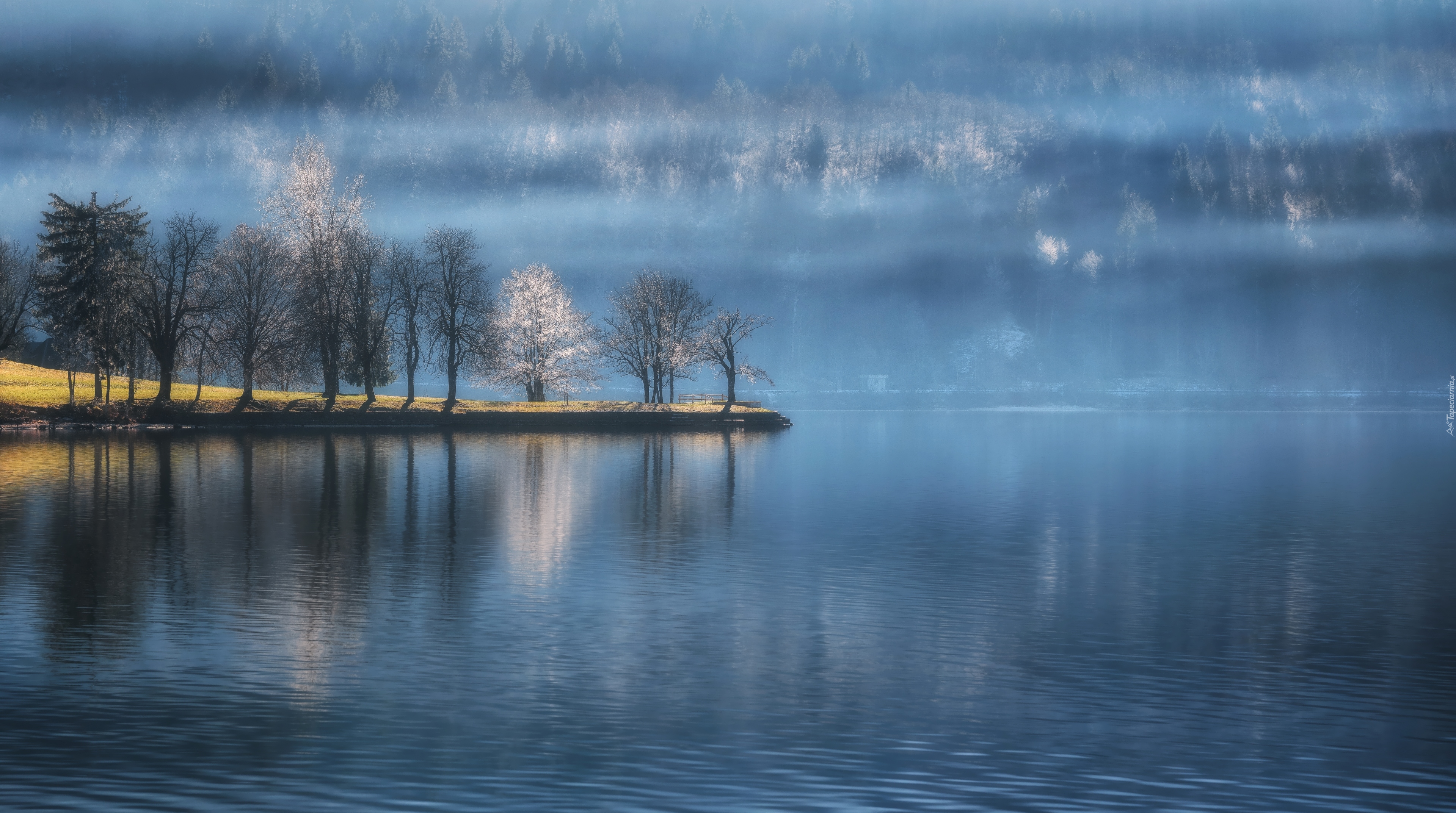 Jezioro Bohinj, Mgła, Drzewa, Triglavski Park Narodowy, Słowenia