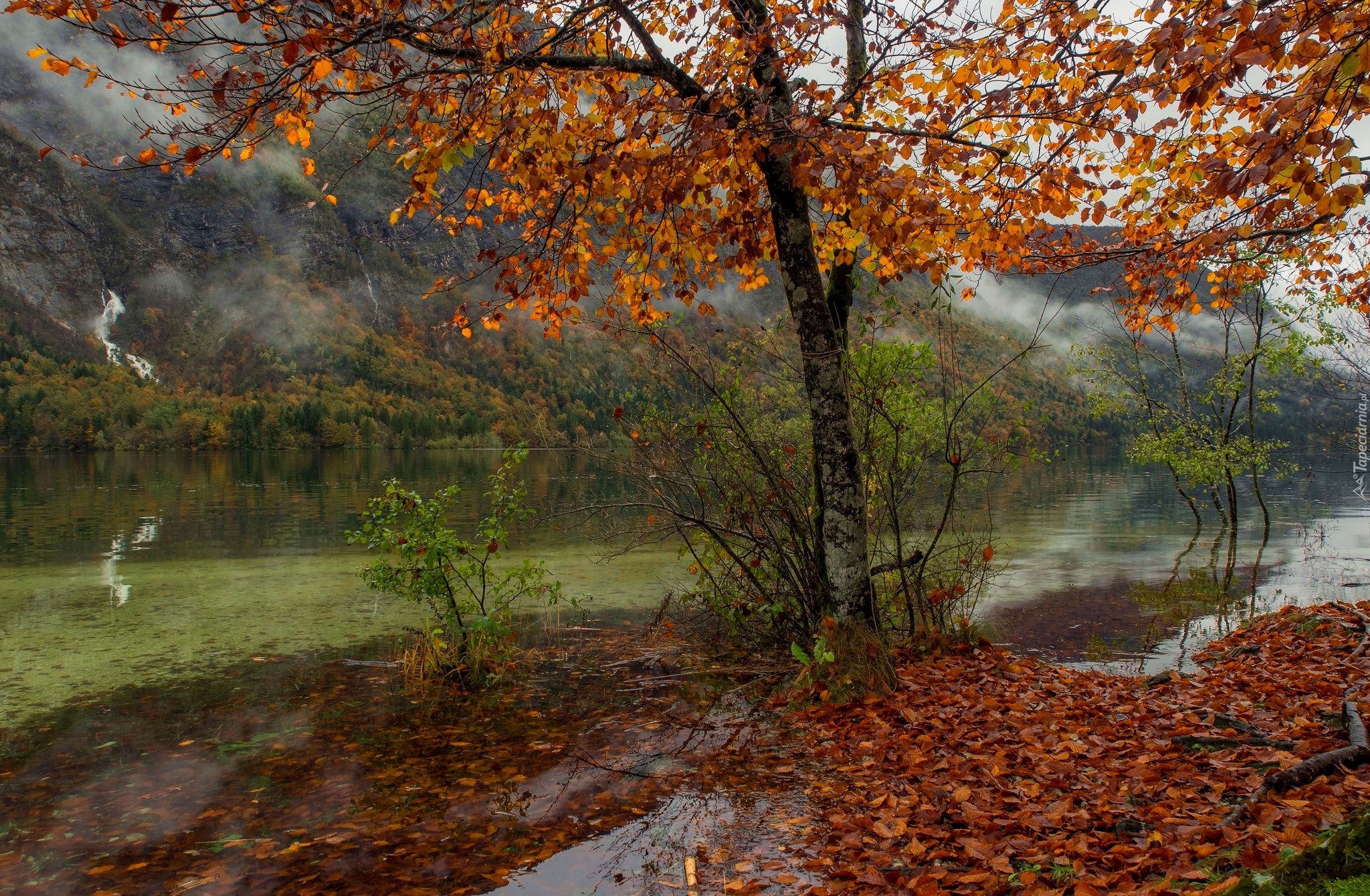 Słowenia, Park Narodowy Triglav, Jesień, Drzewo, Góry, Jezioro Bohinjsko, Liście