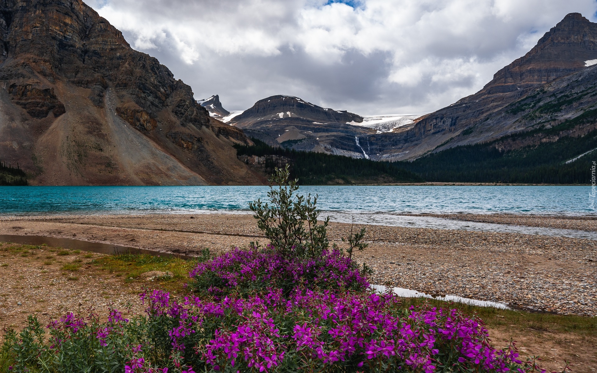 Kanada, Prowincja Alberta, Park Narodowy Banff, Jezioro Bow Lake, Góry, Drzewa, Kwiaty, Chmury