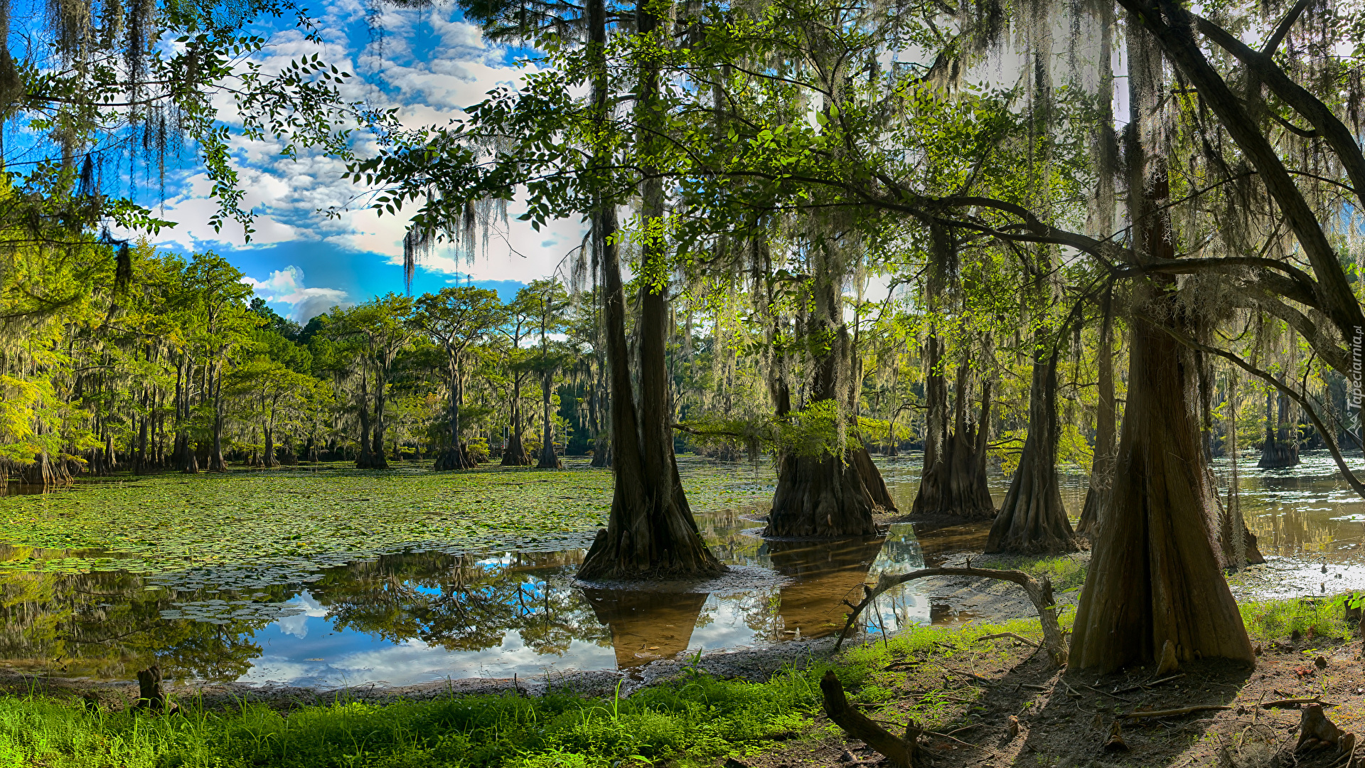 Jezioro Caddo Lake, Las, Drzewa, Stan Teksas, Stany Zjednoczone