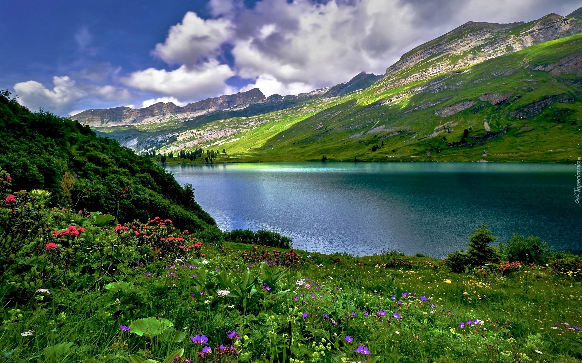 Jezioro Engstlensee, Góry Alpy, Chmury, Łąka, Kwiaty, Trawa, Krzewy, Drzewa, Roślinność, Kanton Berno, Szwajcaria