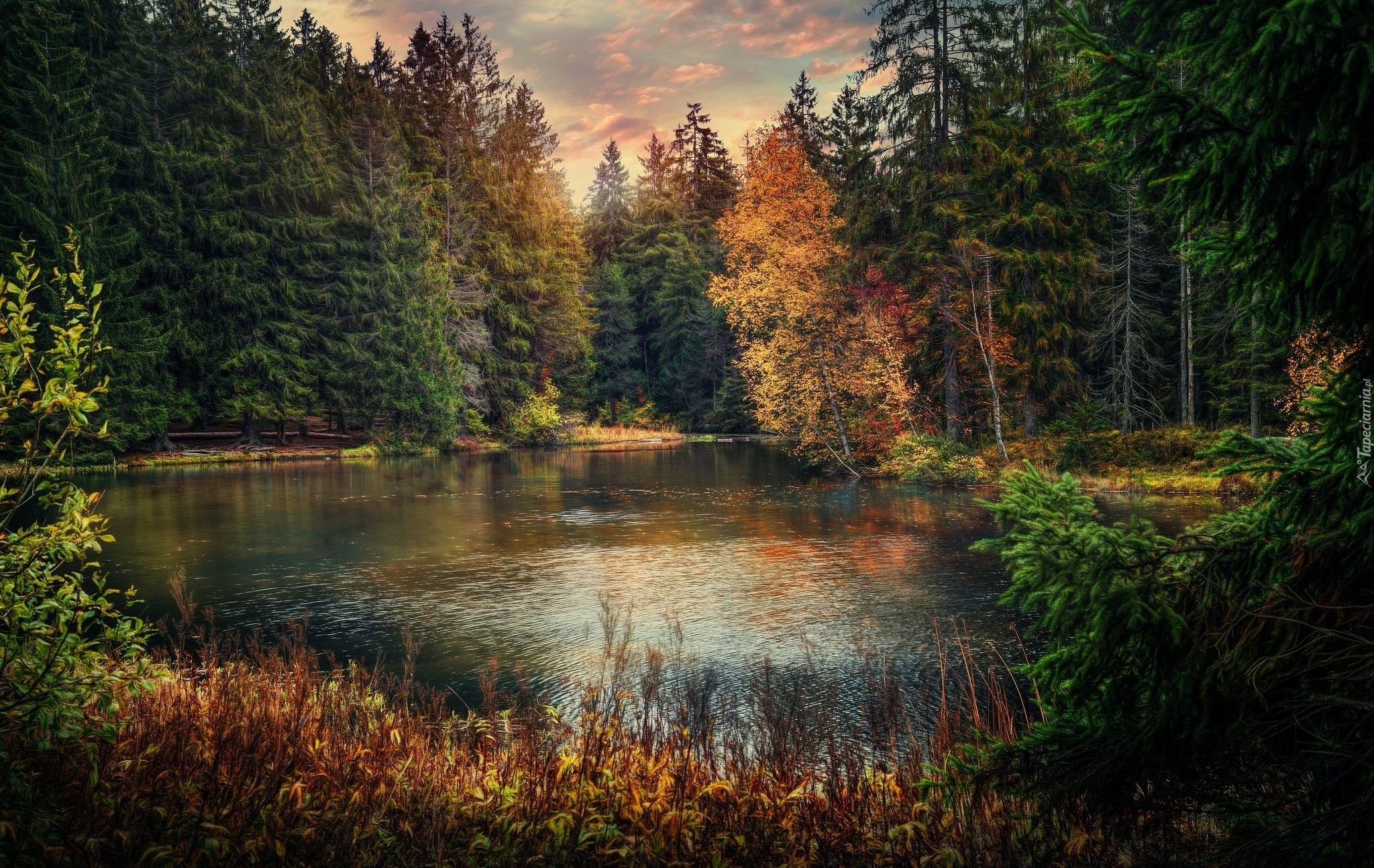 Szwajcaria, Kanton Jura, Jezioro Étang de la Gruère, Las, Jesień, Drzewa