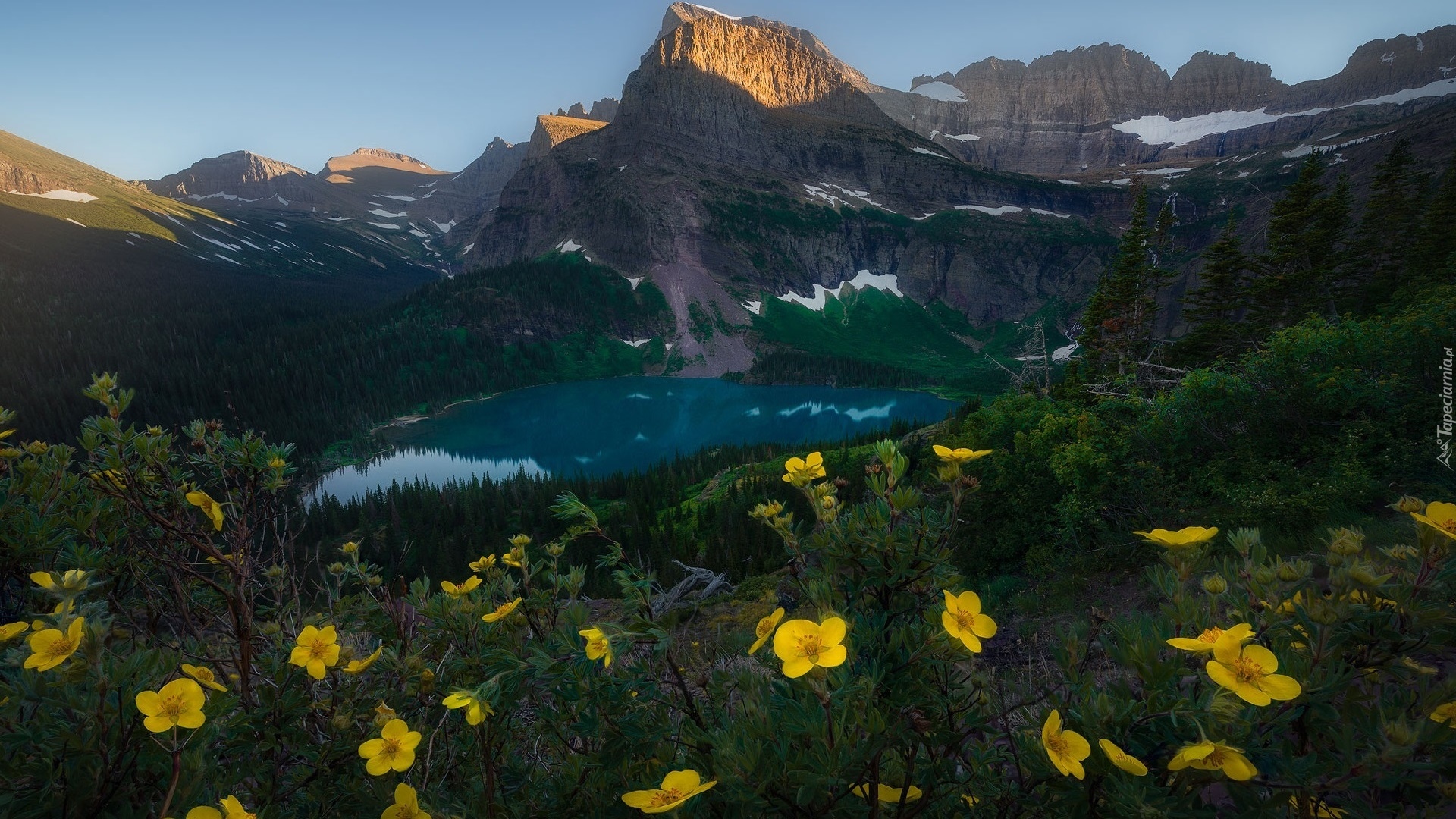 Stany Zjednoczone, Stan Montana, Park Narodowy Glacier, Góry, Jezioro, Grinnell Lake, Las, Żółte, Kwiaty