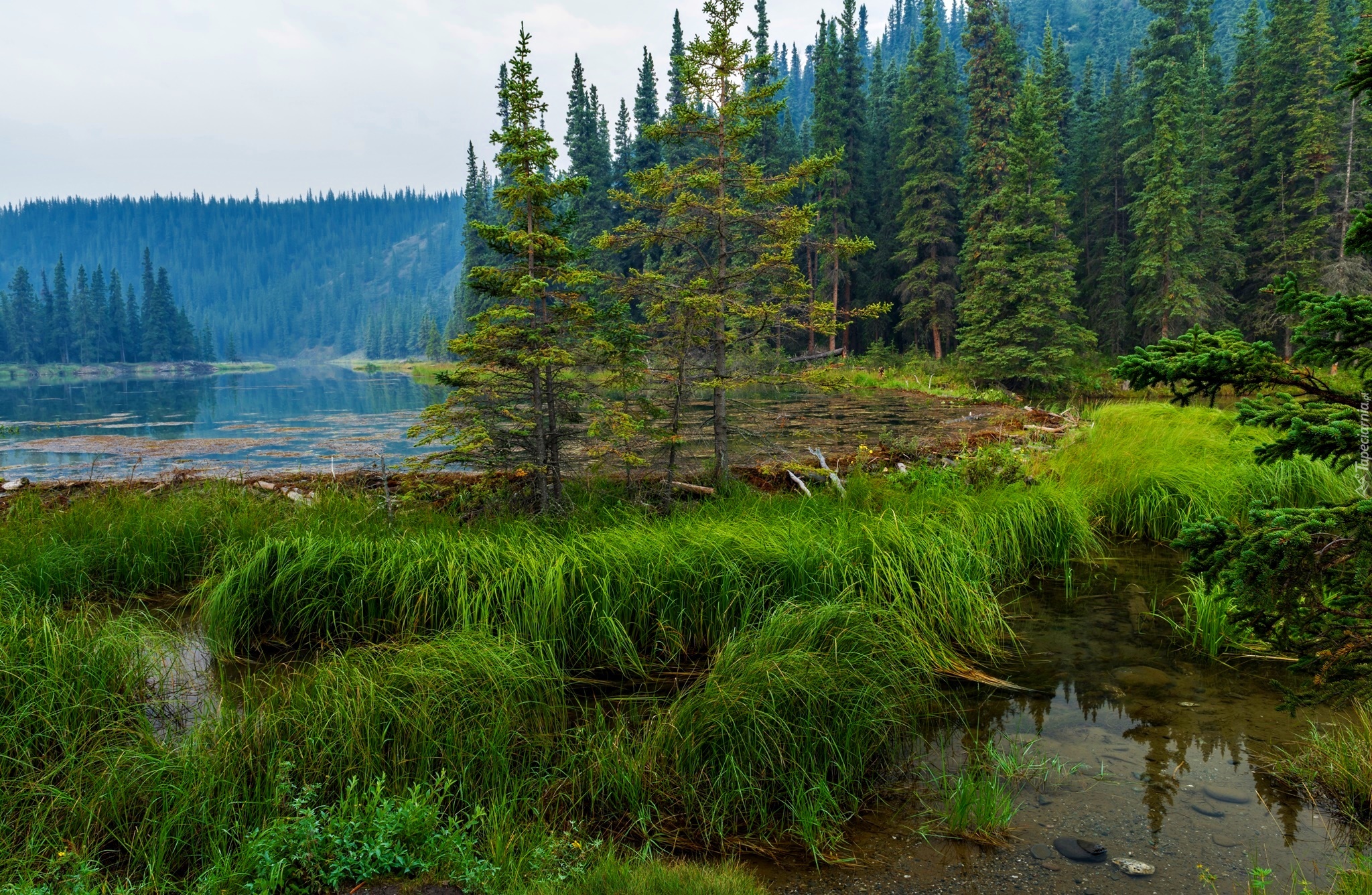 Stany Zjednoczone, Alaska, Park Narodowy Denali, Jezioro Horseshoe, Las, Trawy