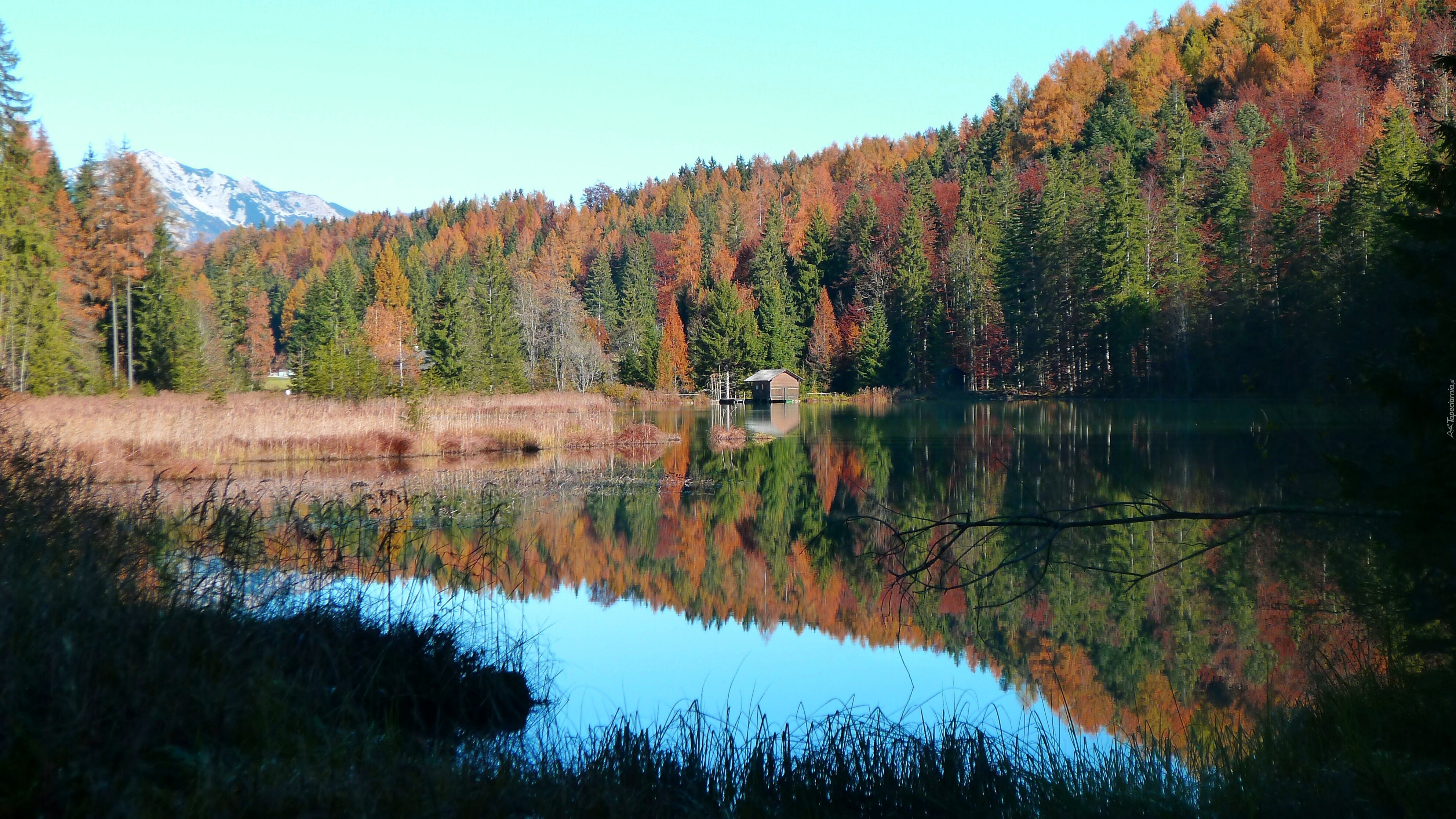 Jezioro, Las, Kolorowe, Drzewa