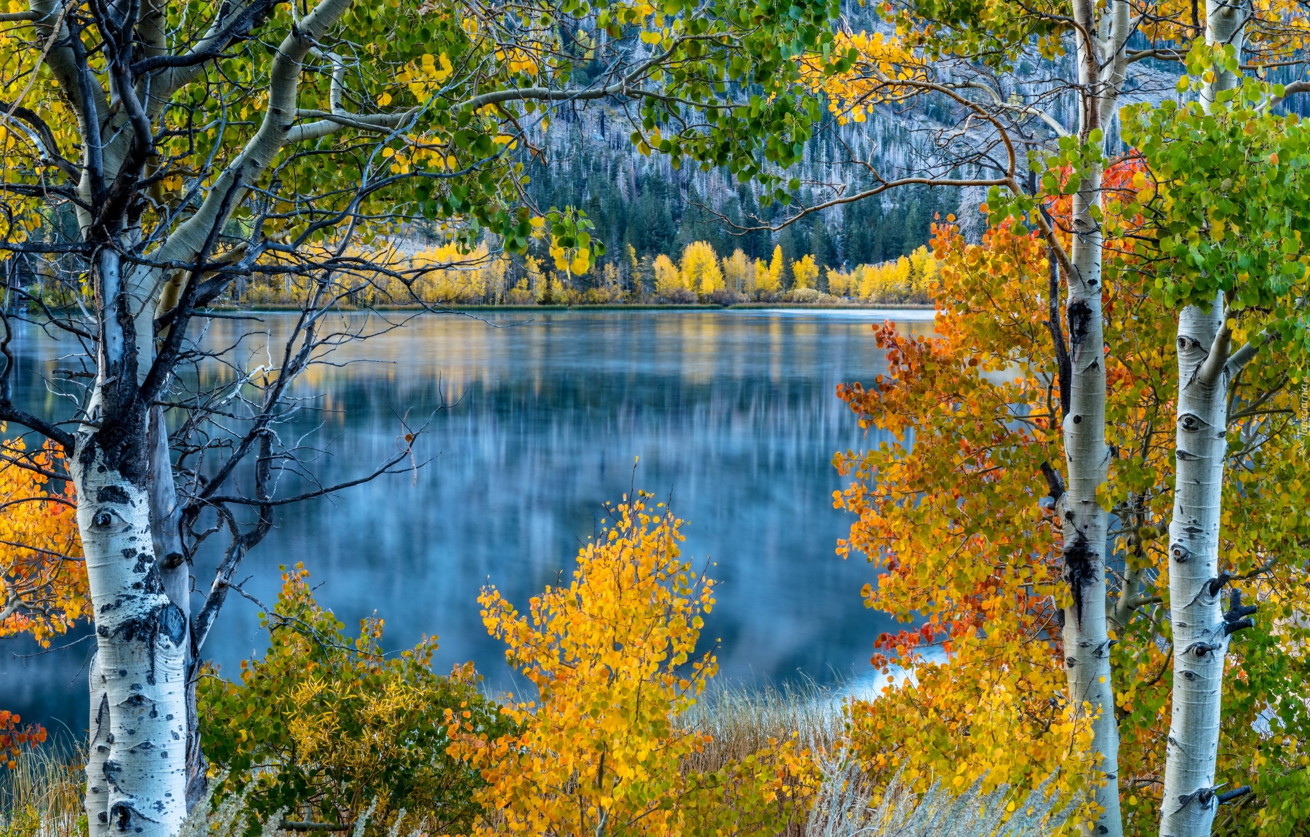 Stany Zjednoczone, Kalifornia, Jezioro June Lake, Topole osikowe, Jesień, Drzewa