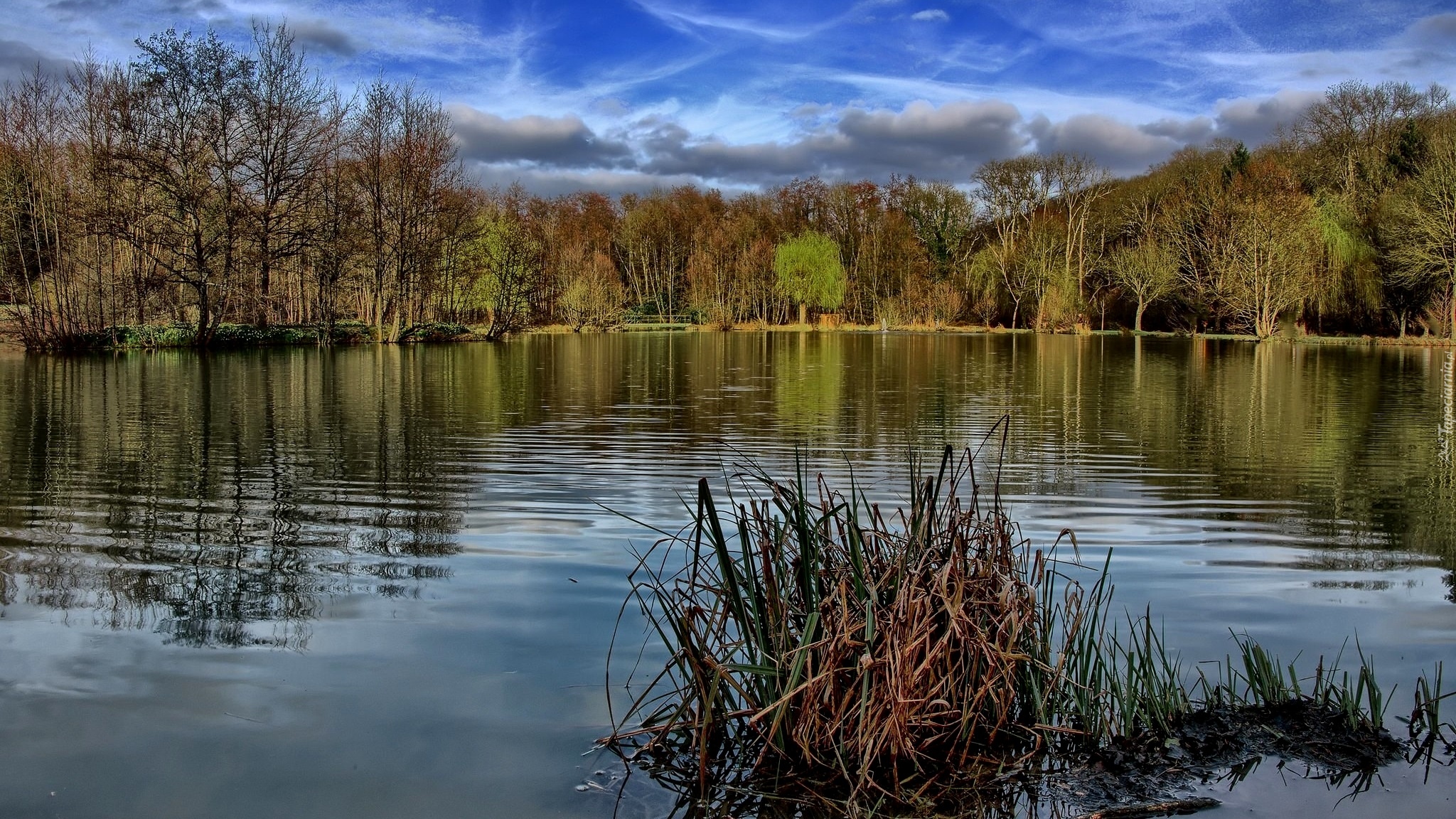 Francja, Dagneux, Jezioro Lac Neyton, Drzewa