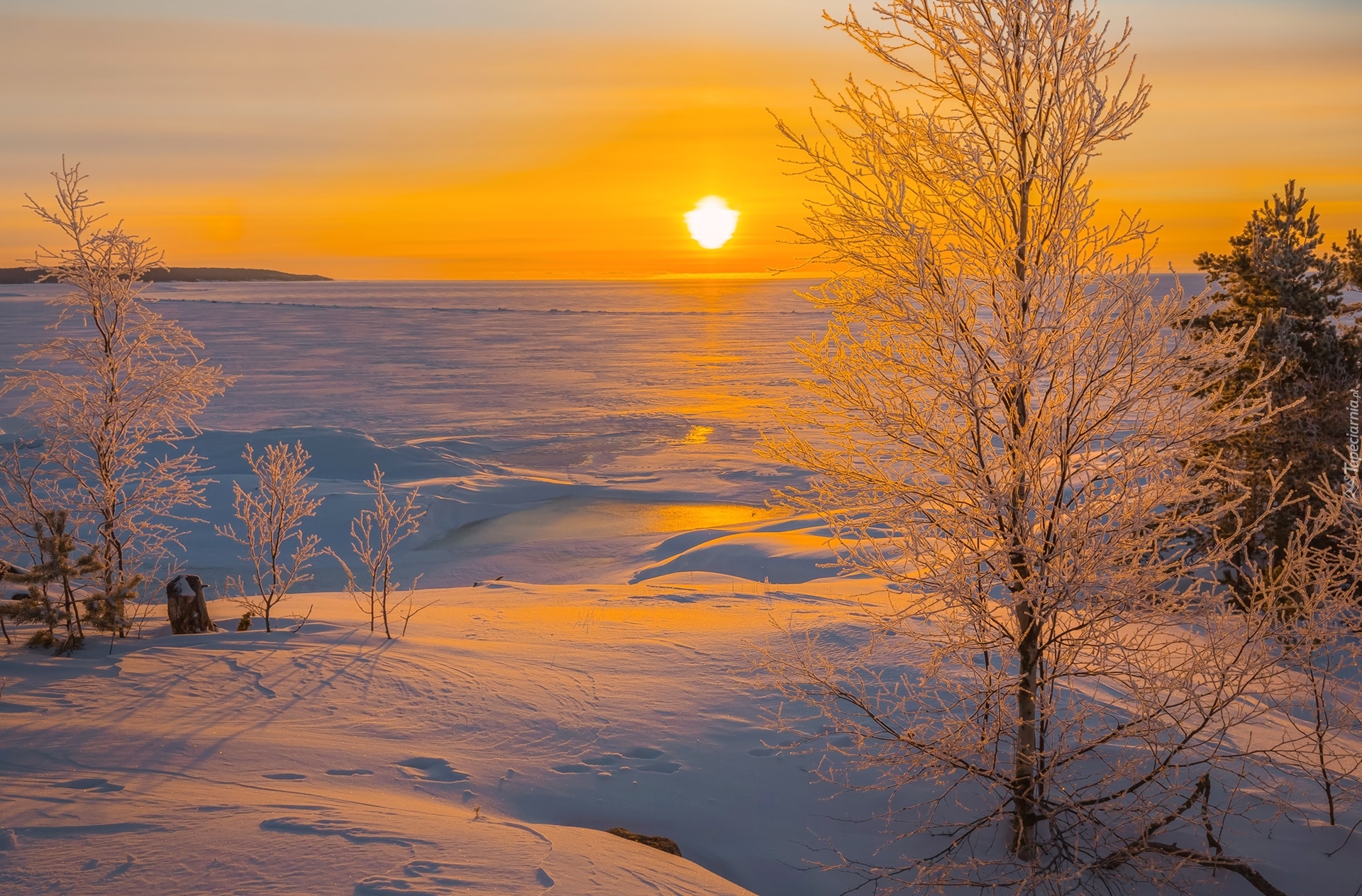 Zima, Drzewa, Roślinność, Wschód słońca, Jezioro Ładoga, Karelia, Rosja