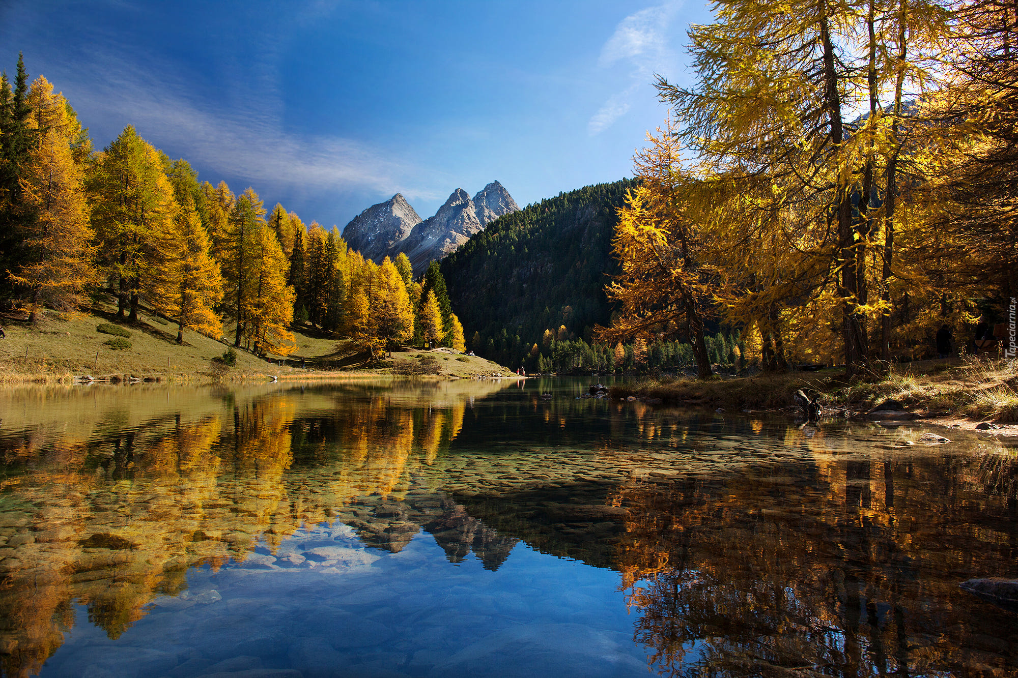 Szwajcaria, Kanton Gryzonia, Przełęcz Albulapass, Jesień, Jezioro  Lai da Palpuogna, Góry Albula-Alpen, Drzewa