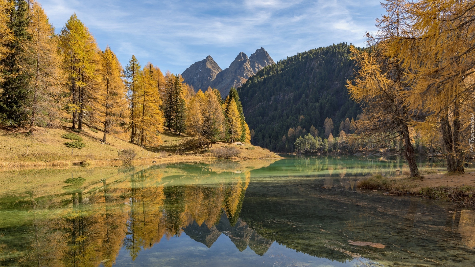 Jezioro Lai da Palpuogna, Góry, Alpy Retyckie, Drzewa, Modrzewie, Jesień, Kanton Gryzonia, Szwajcaria