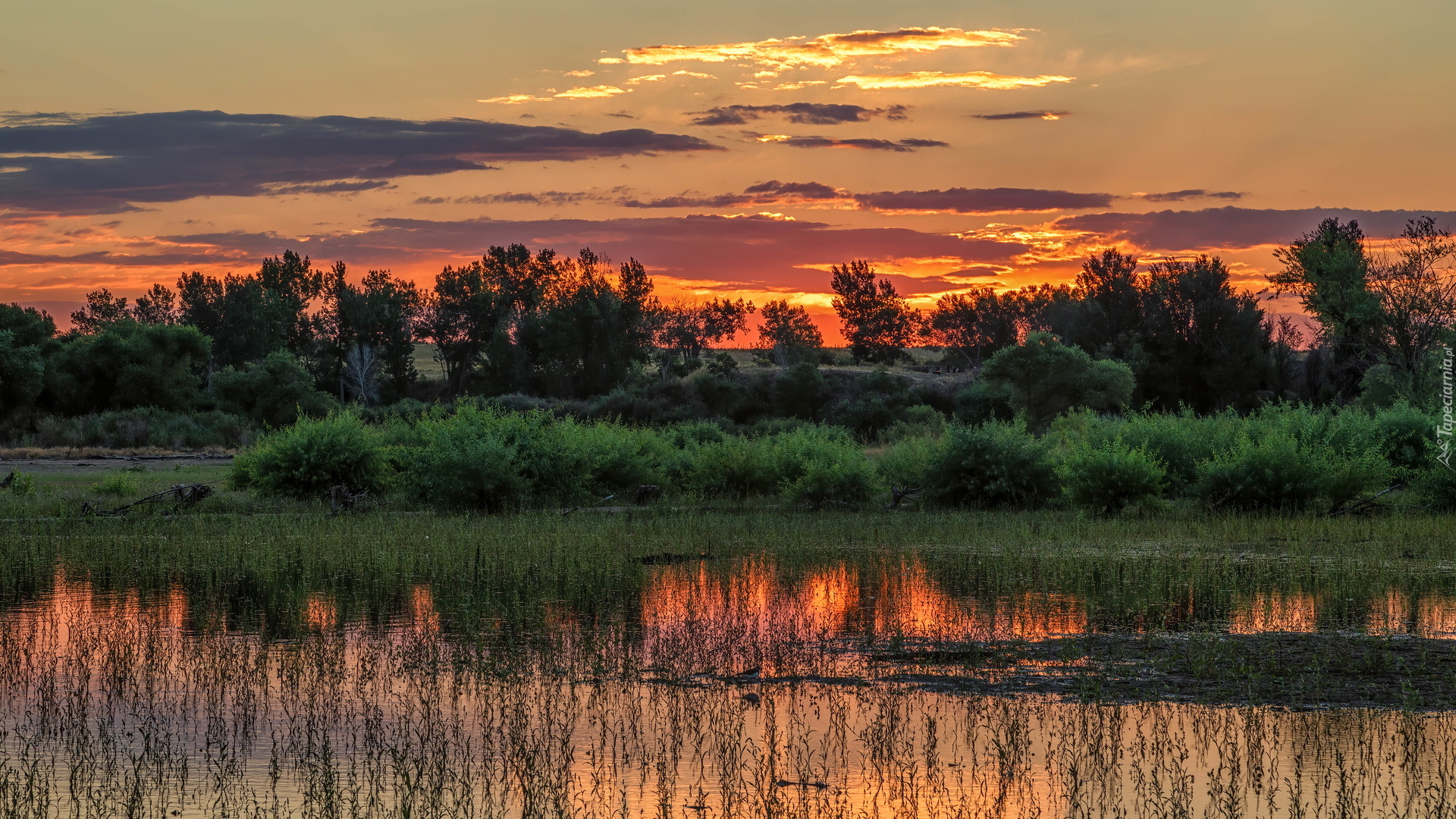 Wschód słońca, Jezioro, Lake Chatfield, Trawy, Drzewa, Kolorado, Stany Zjednoczone