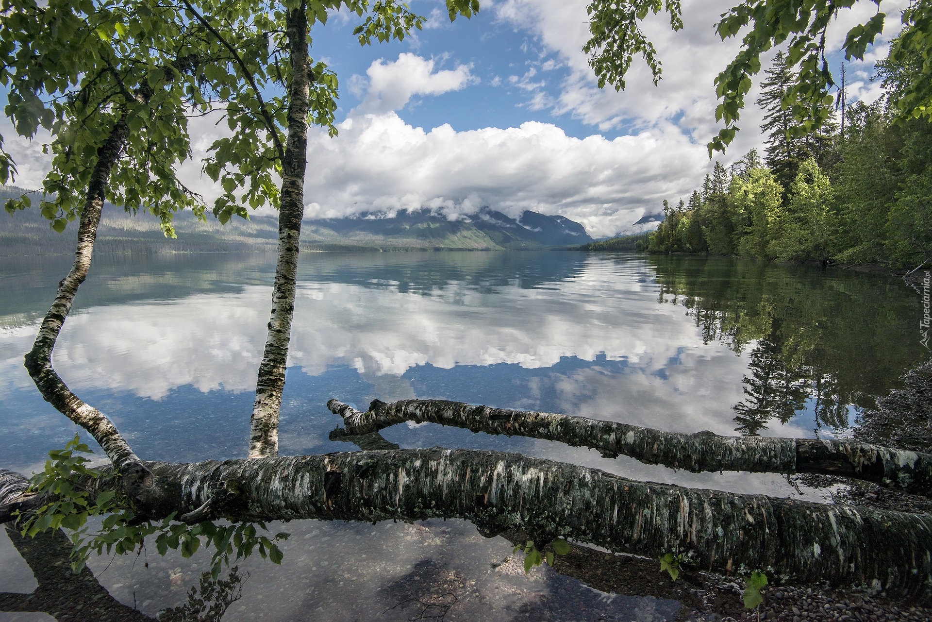 Jezioro Lake McDonald, Drzewa, Brzozy, Góry, Chmury, Odbicie, Park Narodowy Glacier, Stan Montana, Stany Zjednoczone