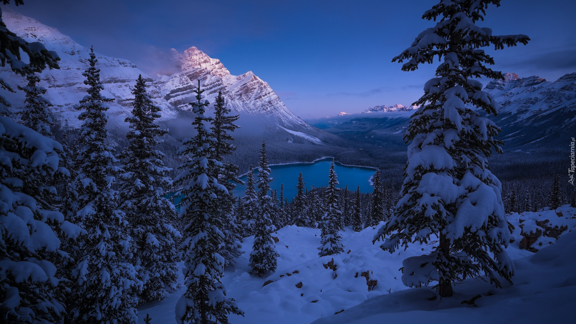 Góry Skaliste, Jezioro, Lake Peyto, Lasy, Ośnieżone, Drzewa, Świerki, Zima, Śnieg, Park Narodowy Banff, Prowincja Alberta, Kanada