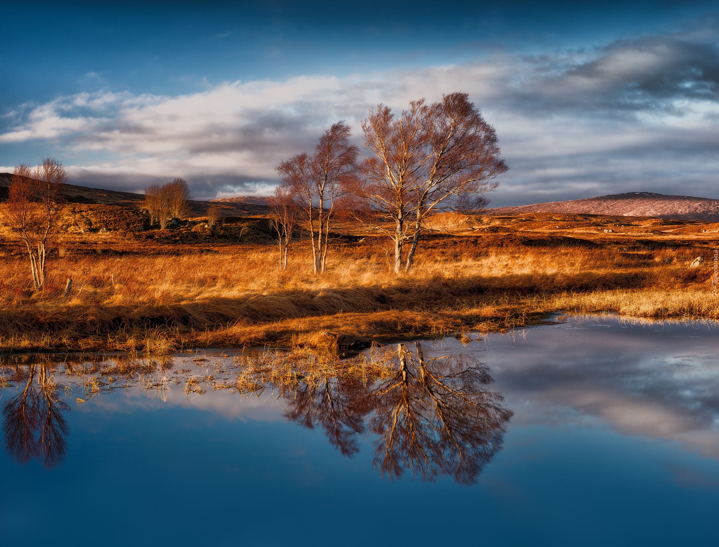 Szkocja, Region Highlands, Góry Rannoch Moor, Jezioro Loch Bà, Jesień, Drzewa