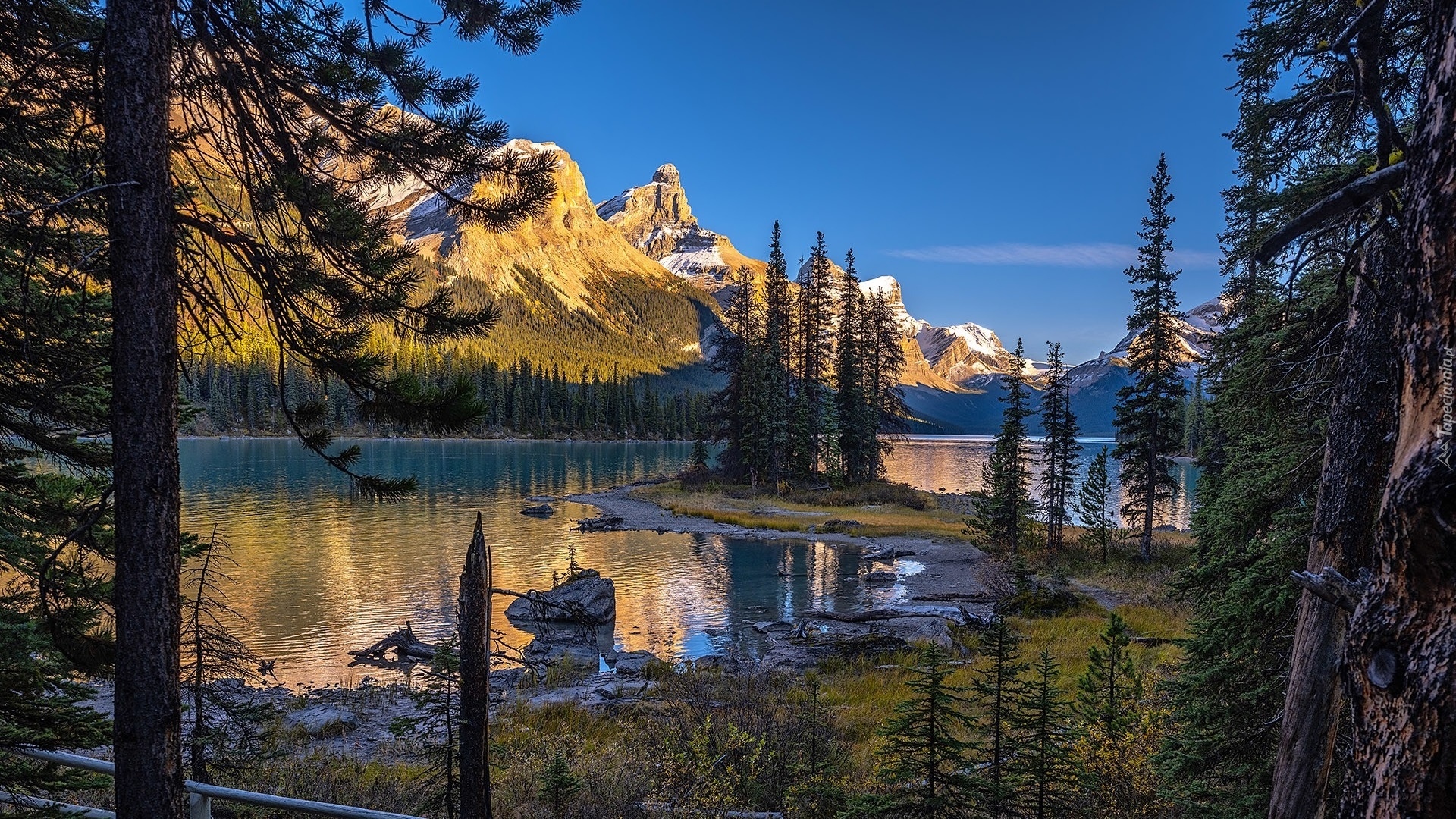 Góry, Jezioro, Maligne Lake, Drzewa, Park Narodowy Jasper, Kanada