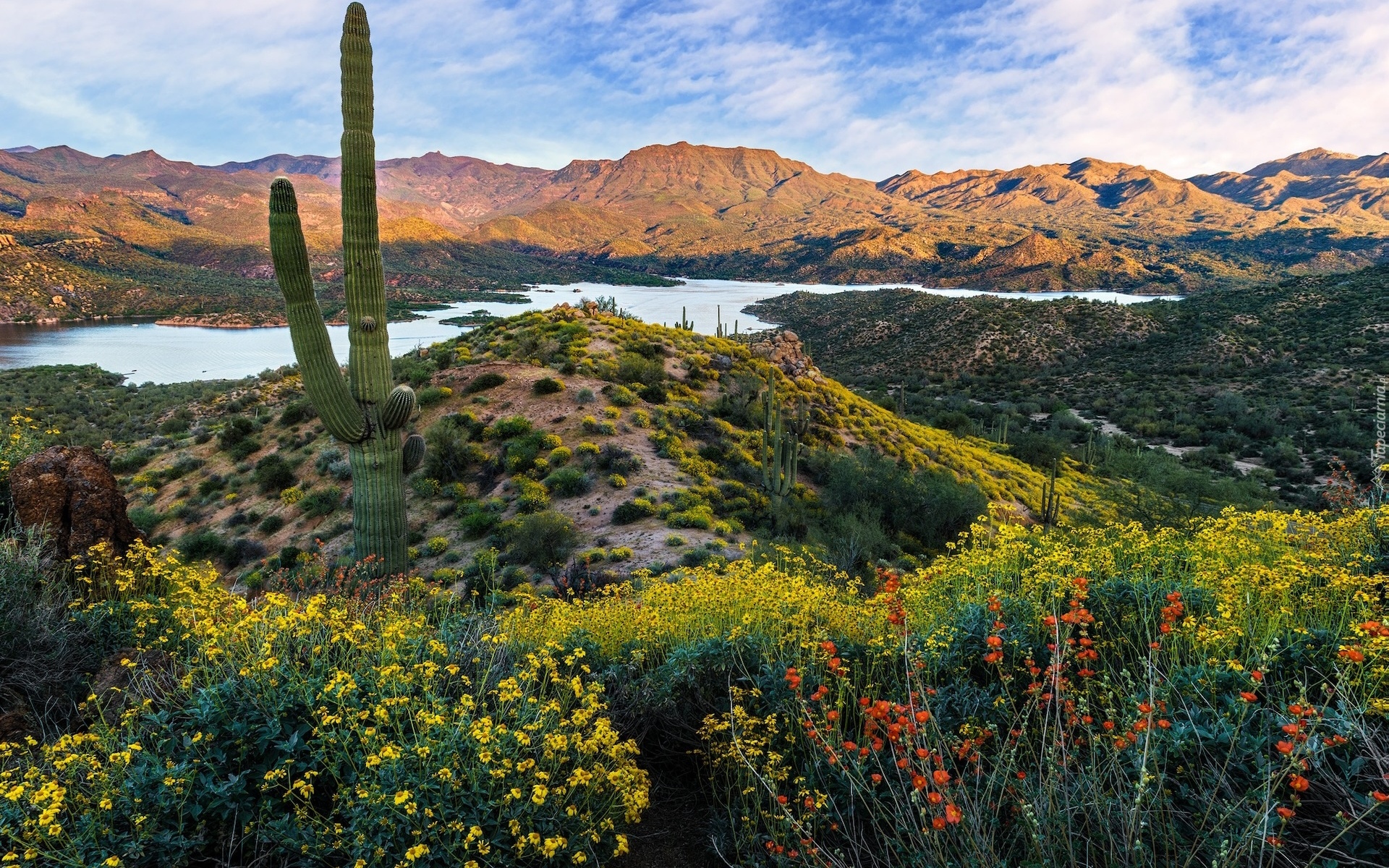 Stany Zjednoczone, Arizona, Góry, Mazatzal Mountains, Jezioro, Mazatzal Lake, Krzewy, Kaktus