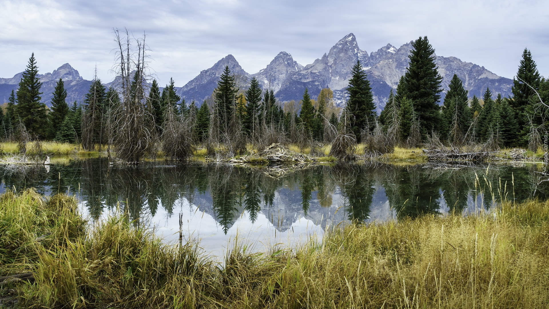 Park Narodowy Grand Teton, Jezioro, Góry Teton Range, Drzewa, Trawy, Odbicie, Stan Wyoming, Stany Zjednoczone