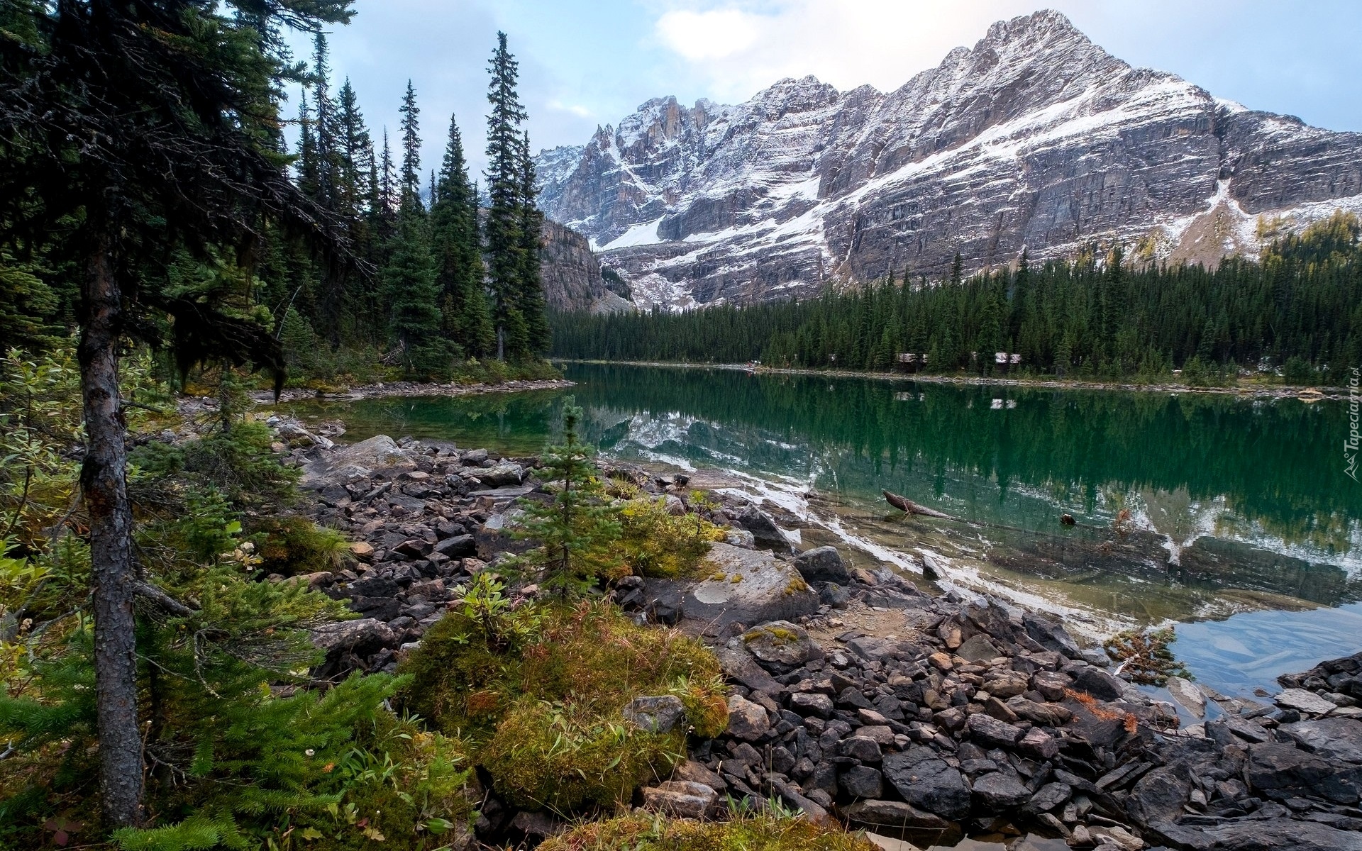 Kanada, Kolumbia Brytyjska, Park Narodowy Yoho, Góry Canadian Rockies, Jezioro O’Hara, Kamienie, Świerki